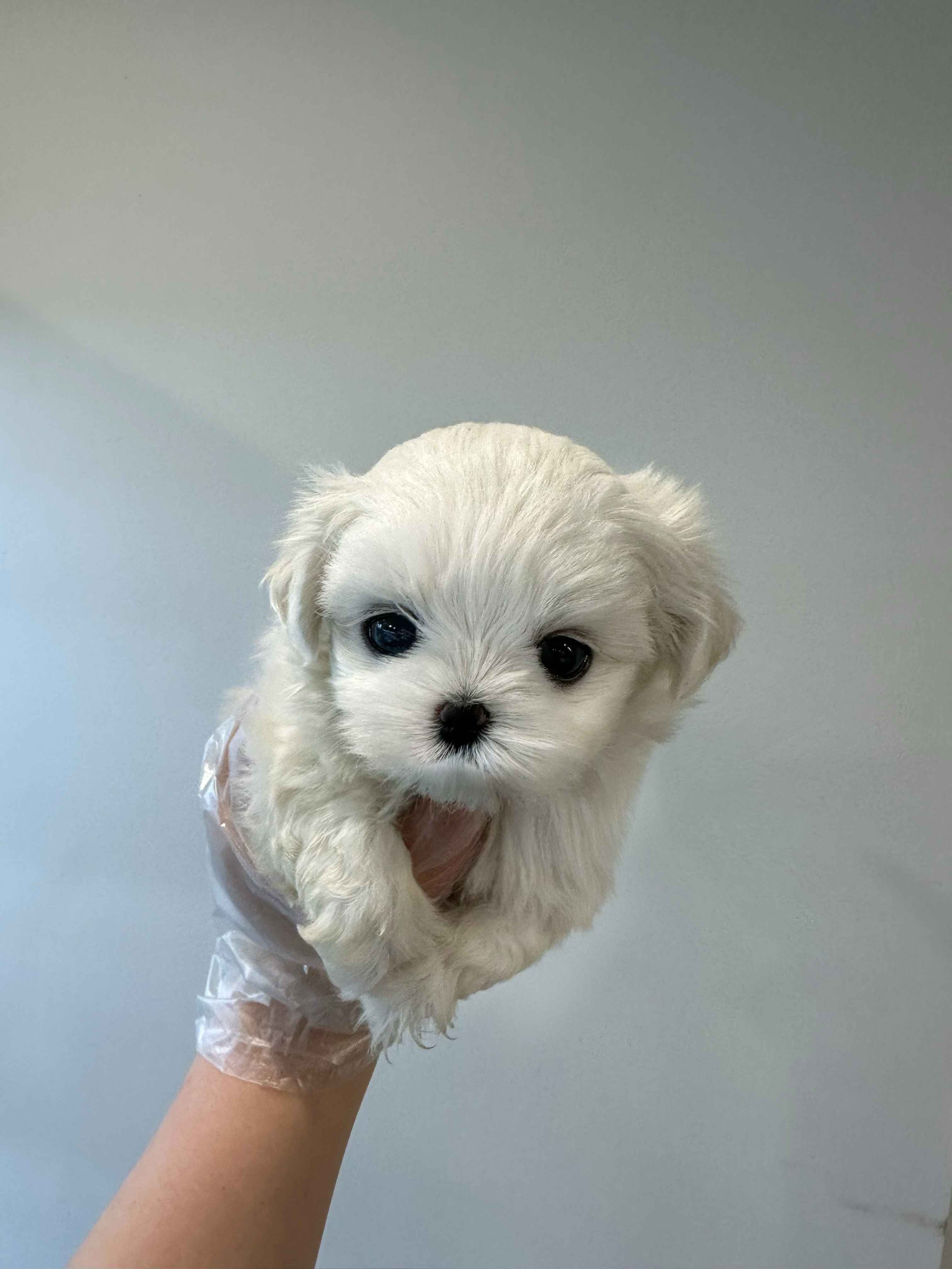 말티즈 모구.jpg