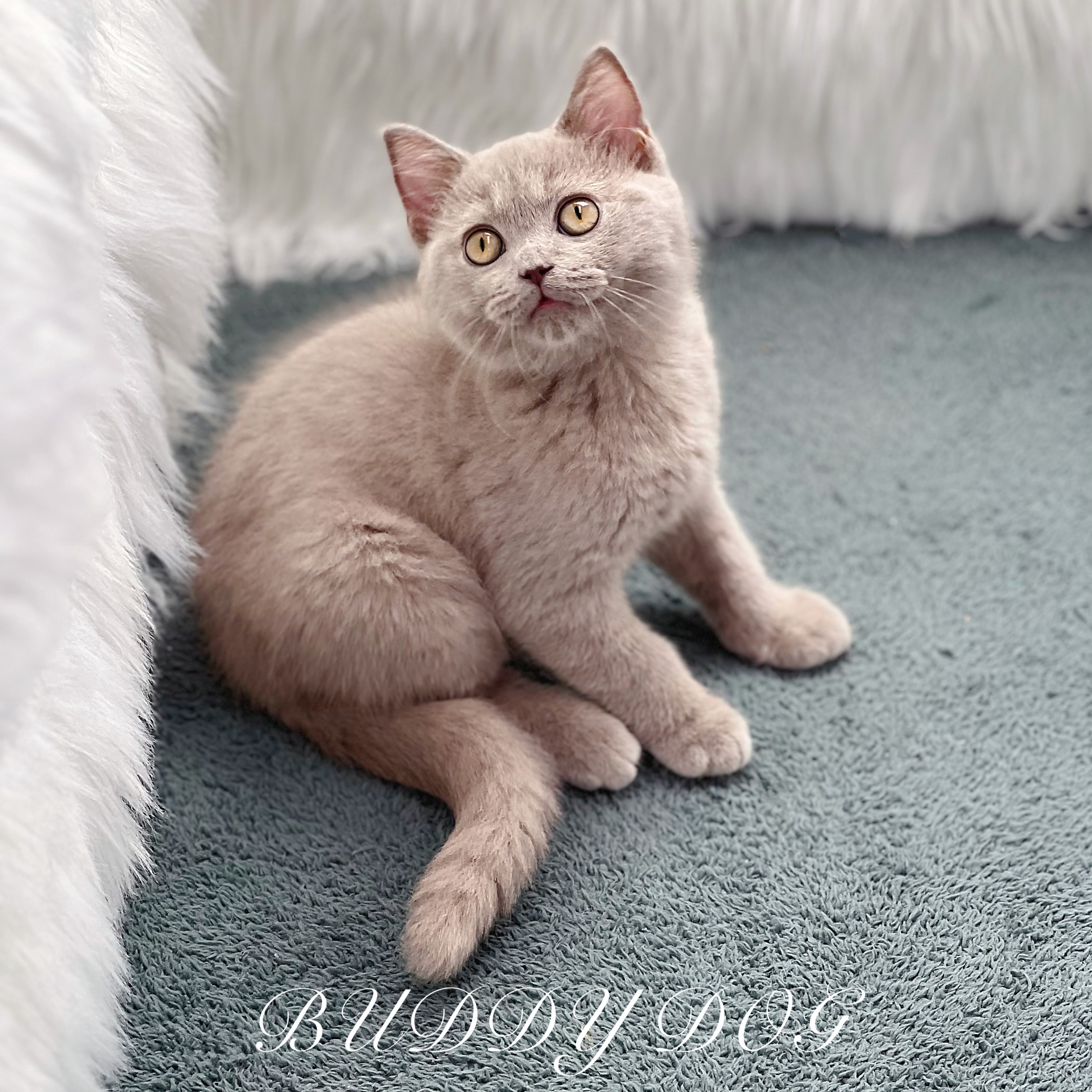 라일락 브숏 (수) 0.jpg