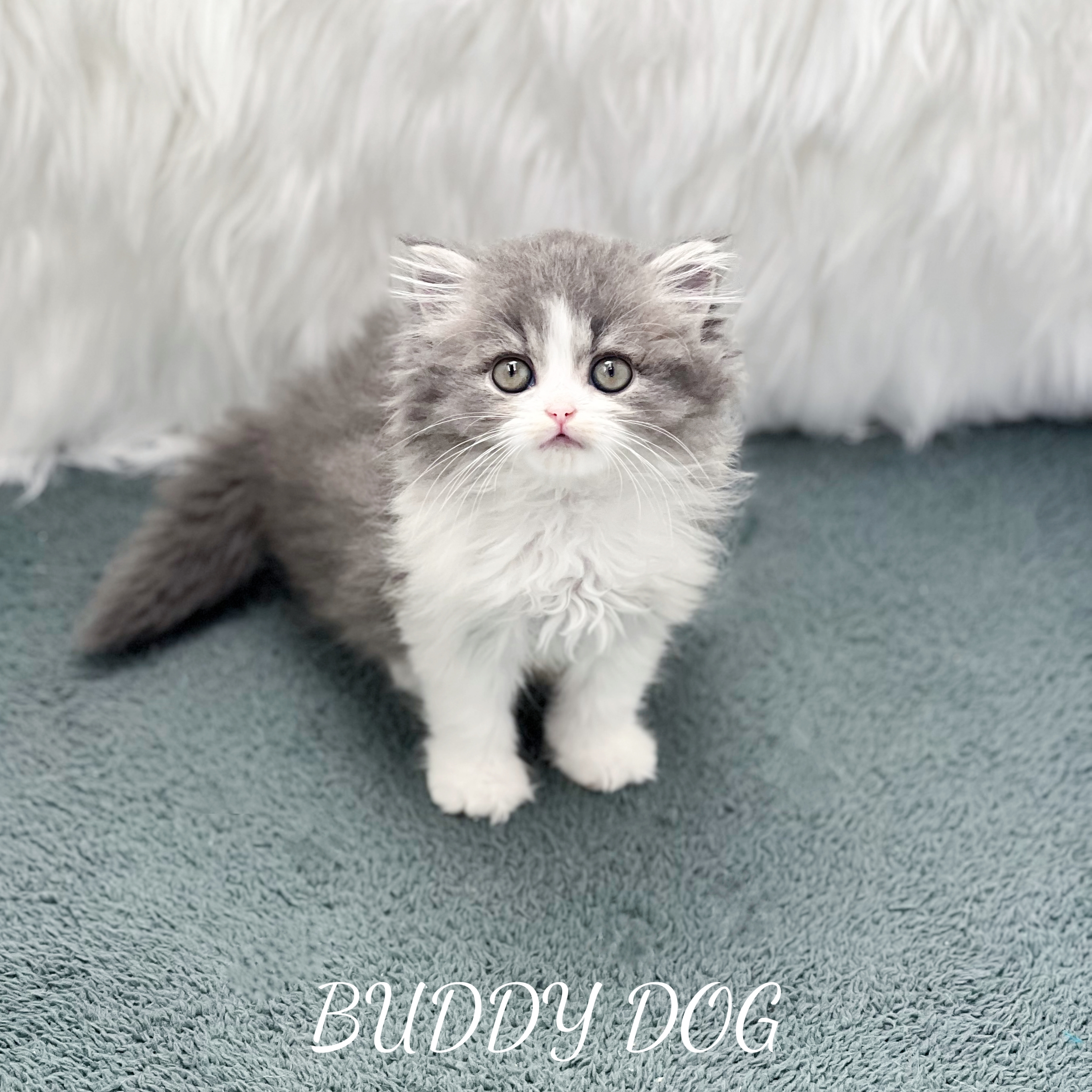 블루바이 페르시안친칠라 (암) 22.jpg