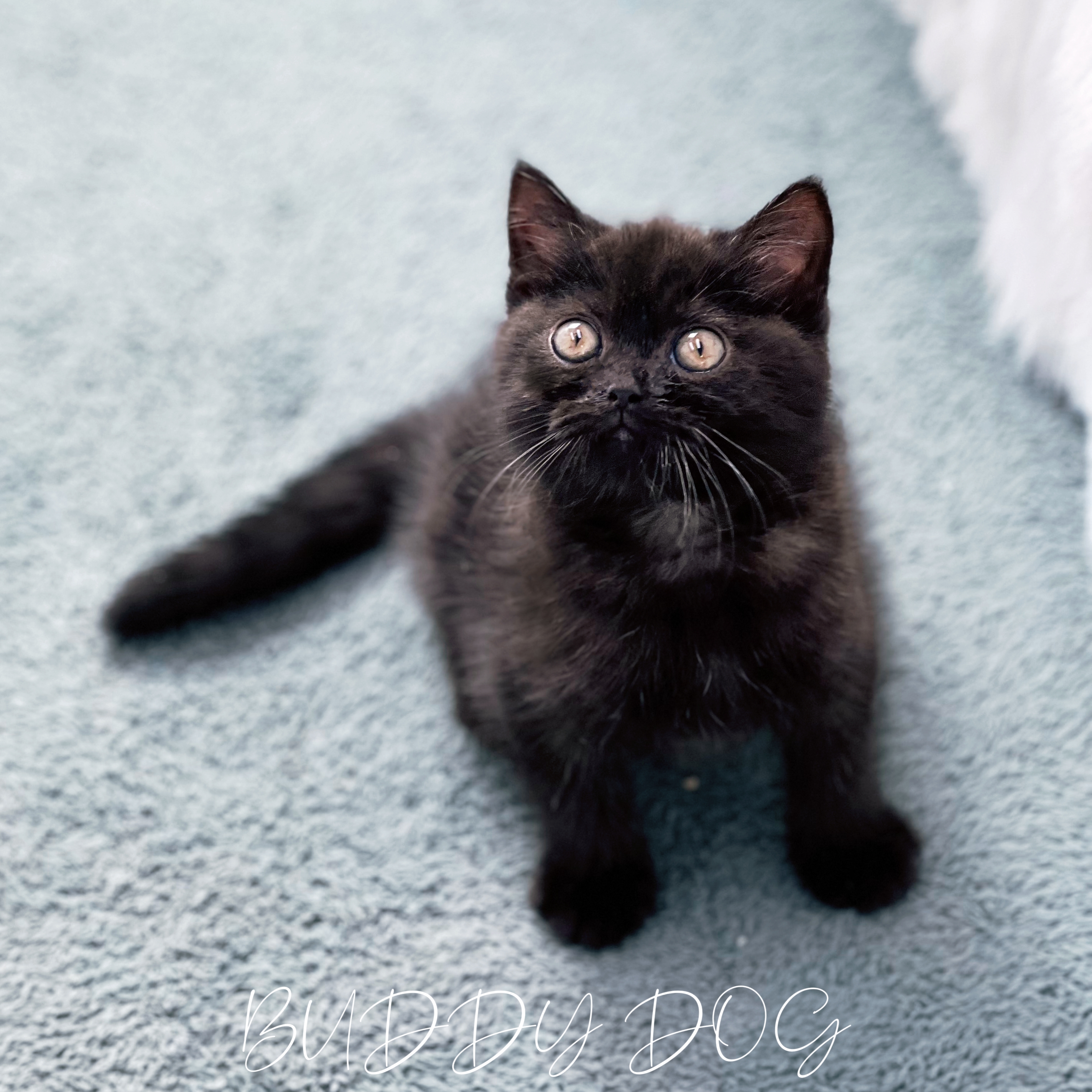 블랙 브숏 (수) 22.jpg