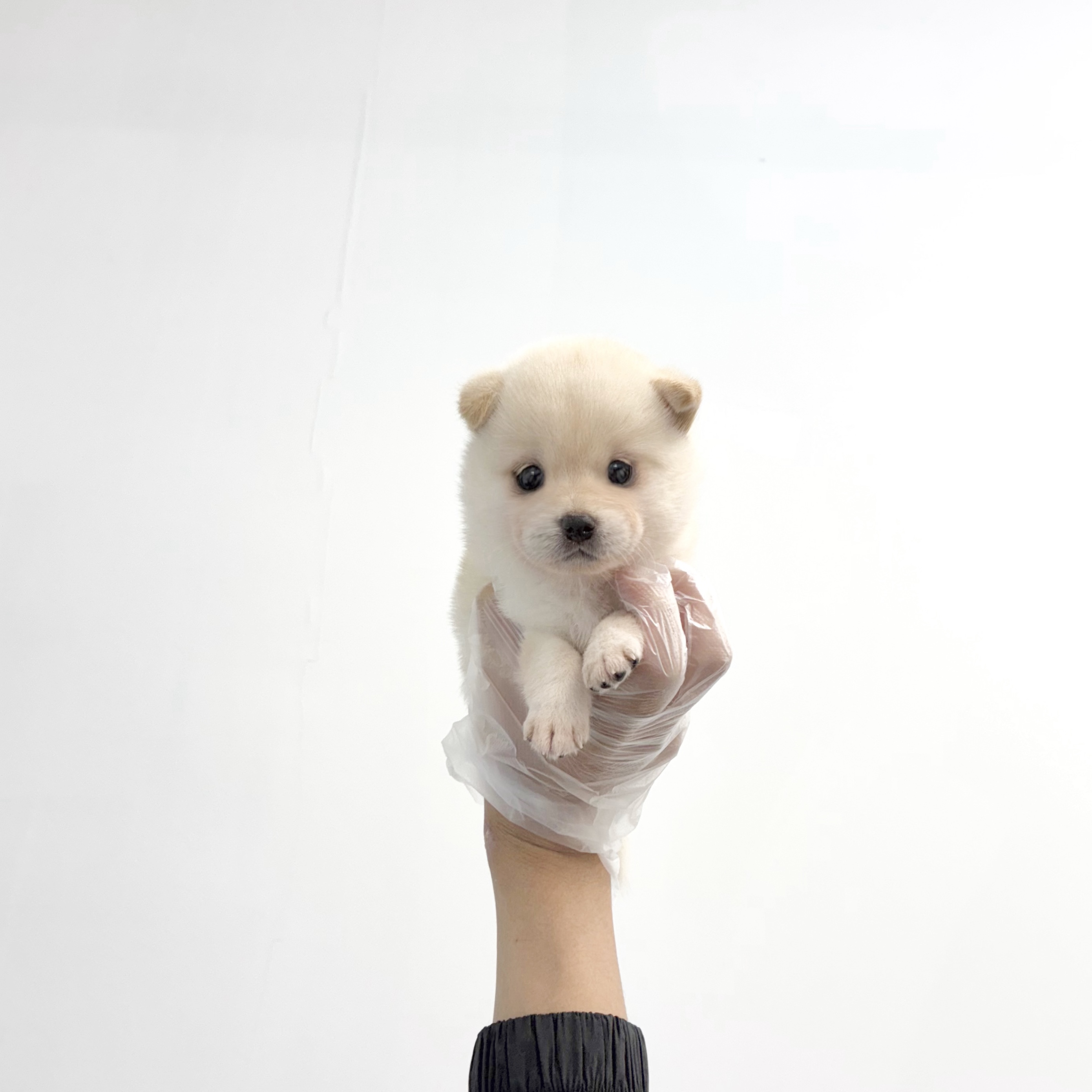 카페 시바이누1.jpg