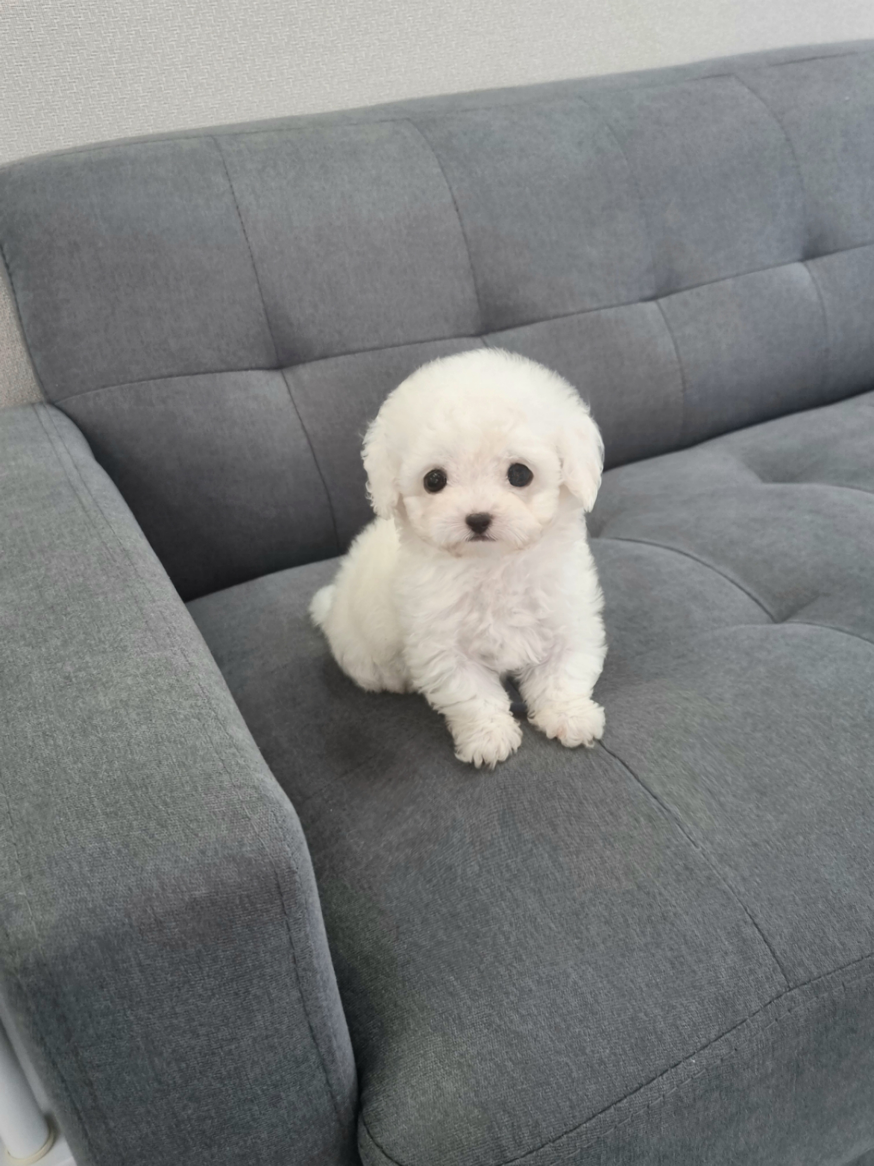비숑슨.jpg