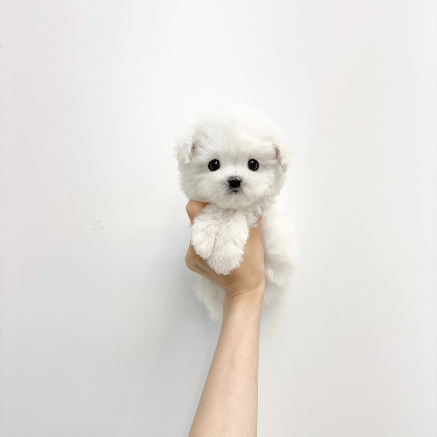 비숑 수 35.jpg