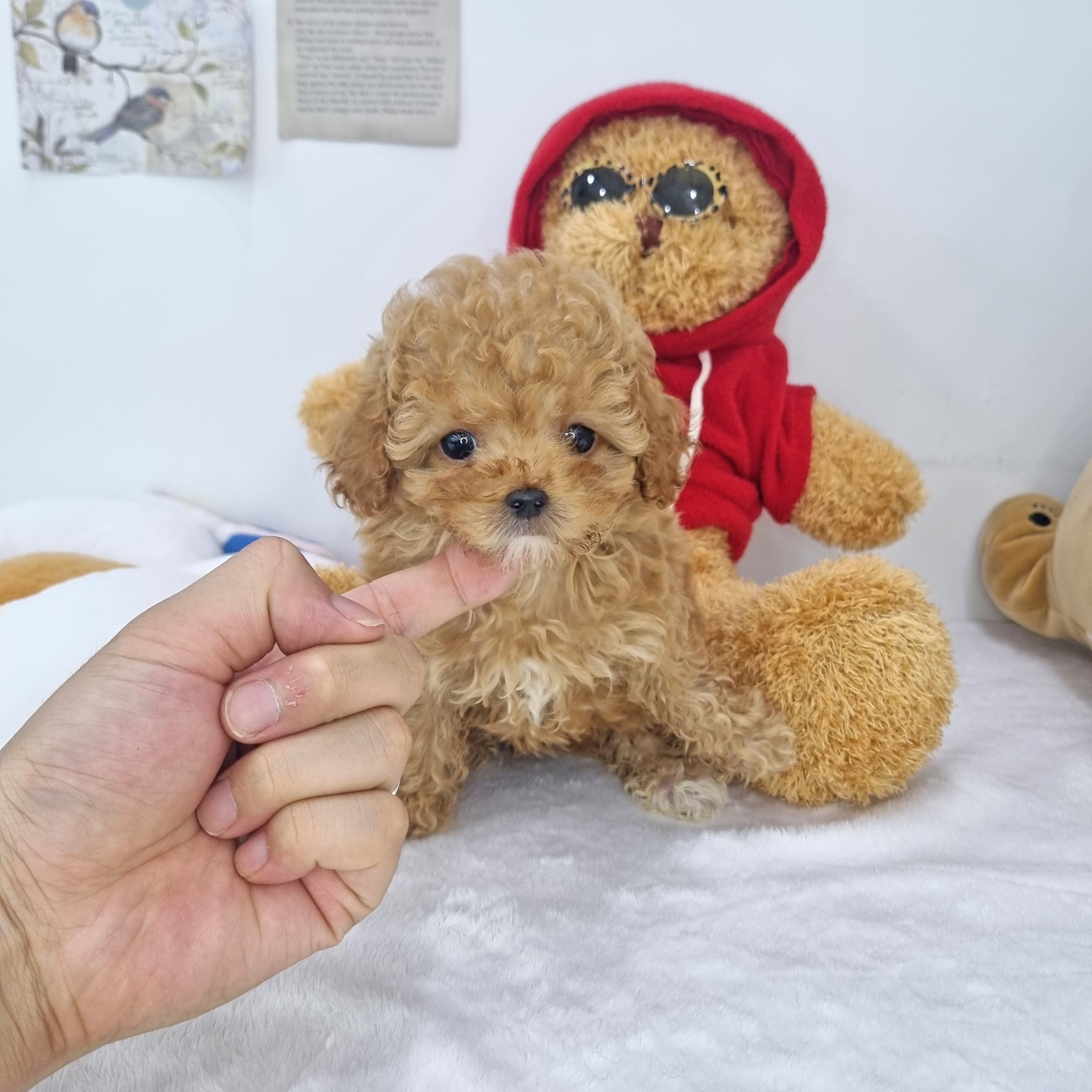말티푸.jpg