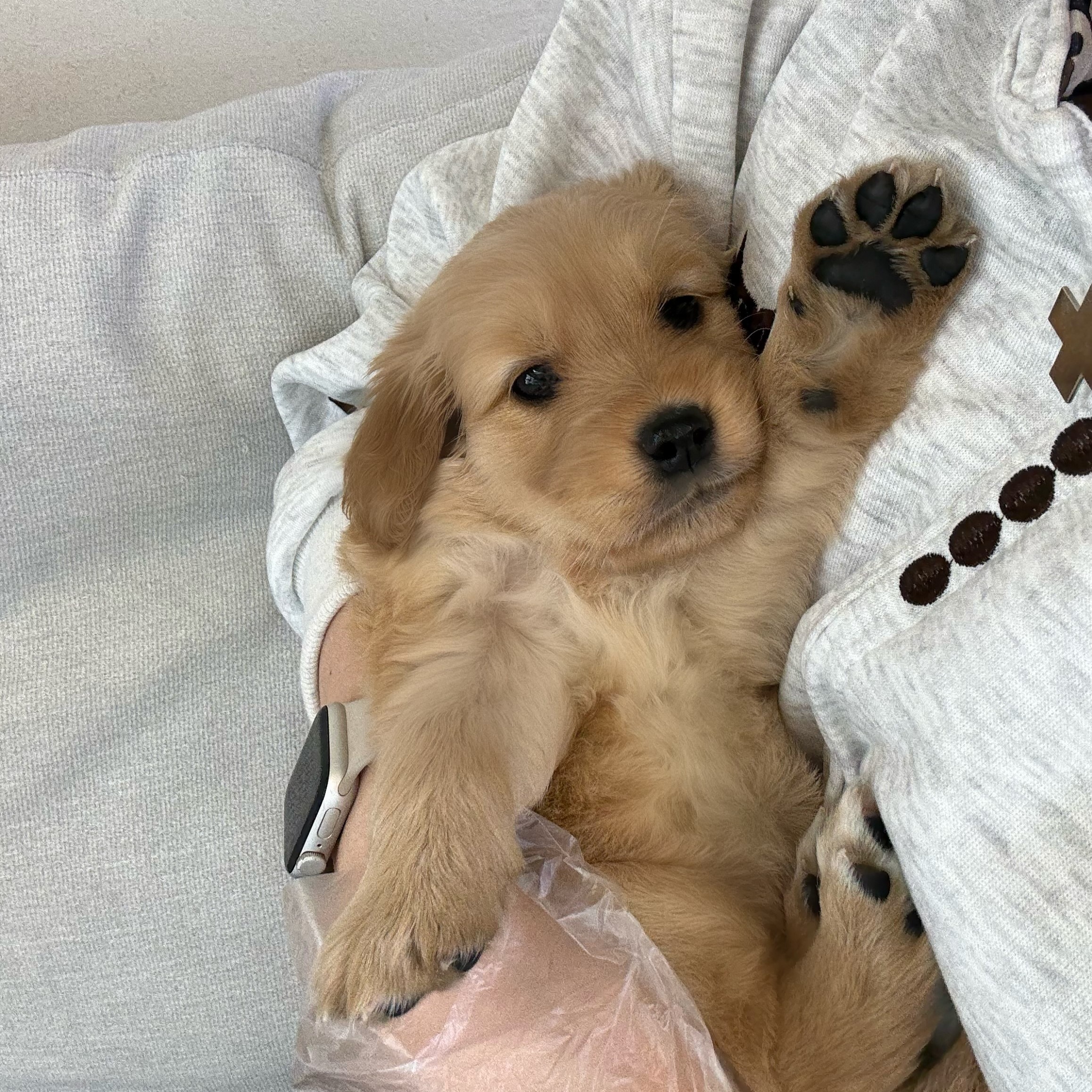 골든리트리버 (2).jpg