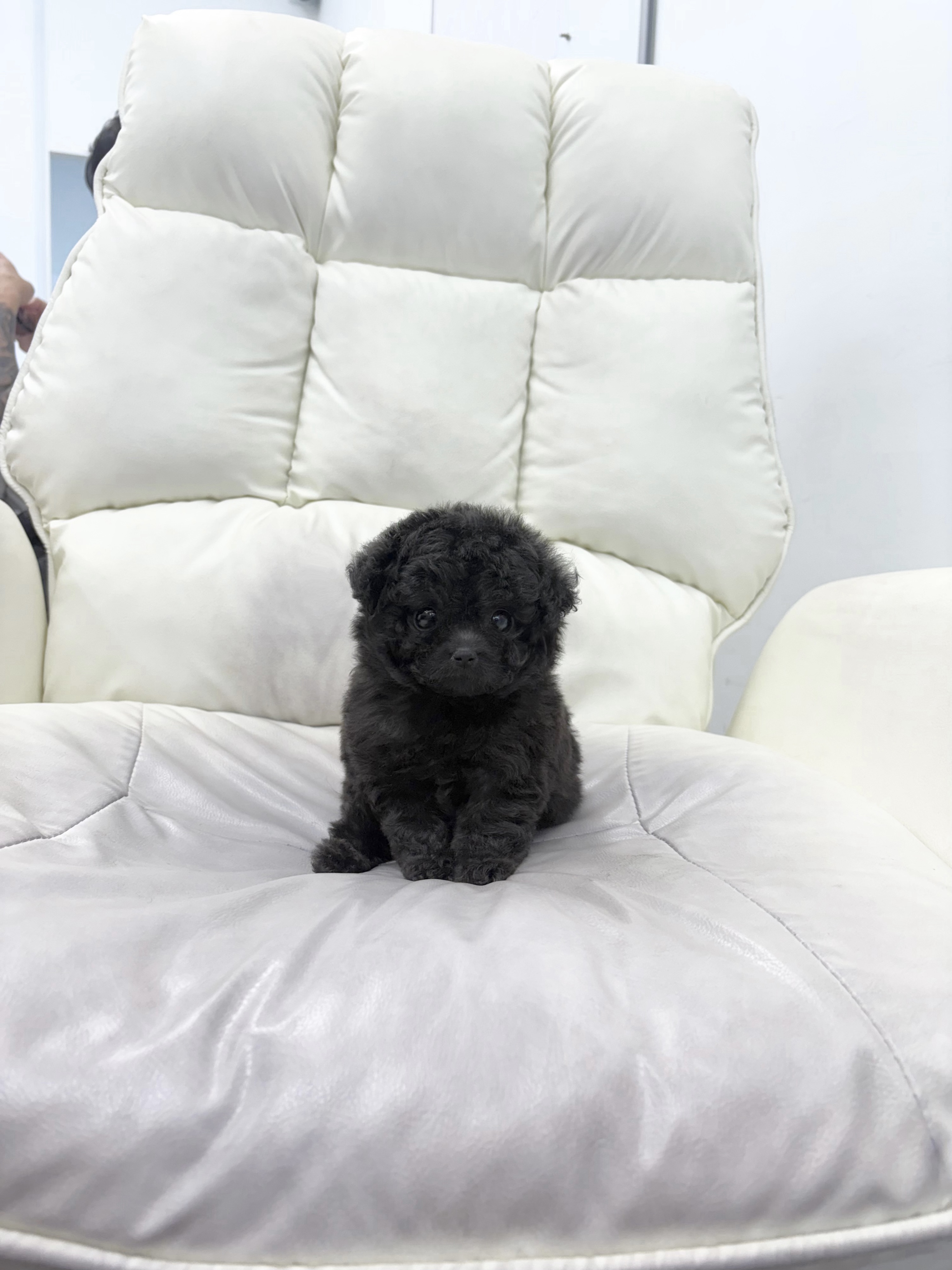 카페 실버푸들3.jpg