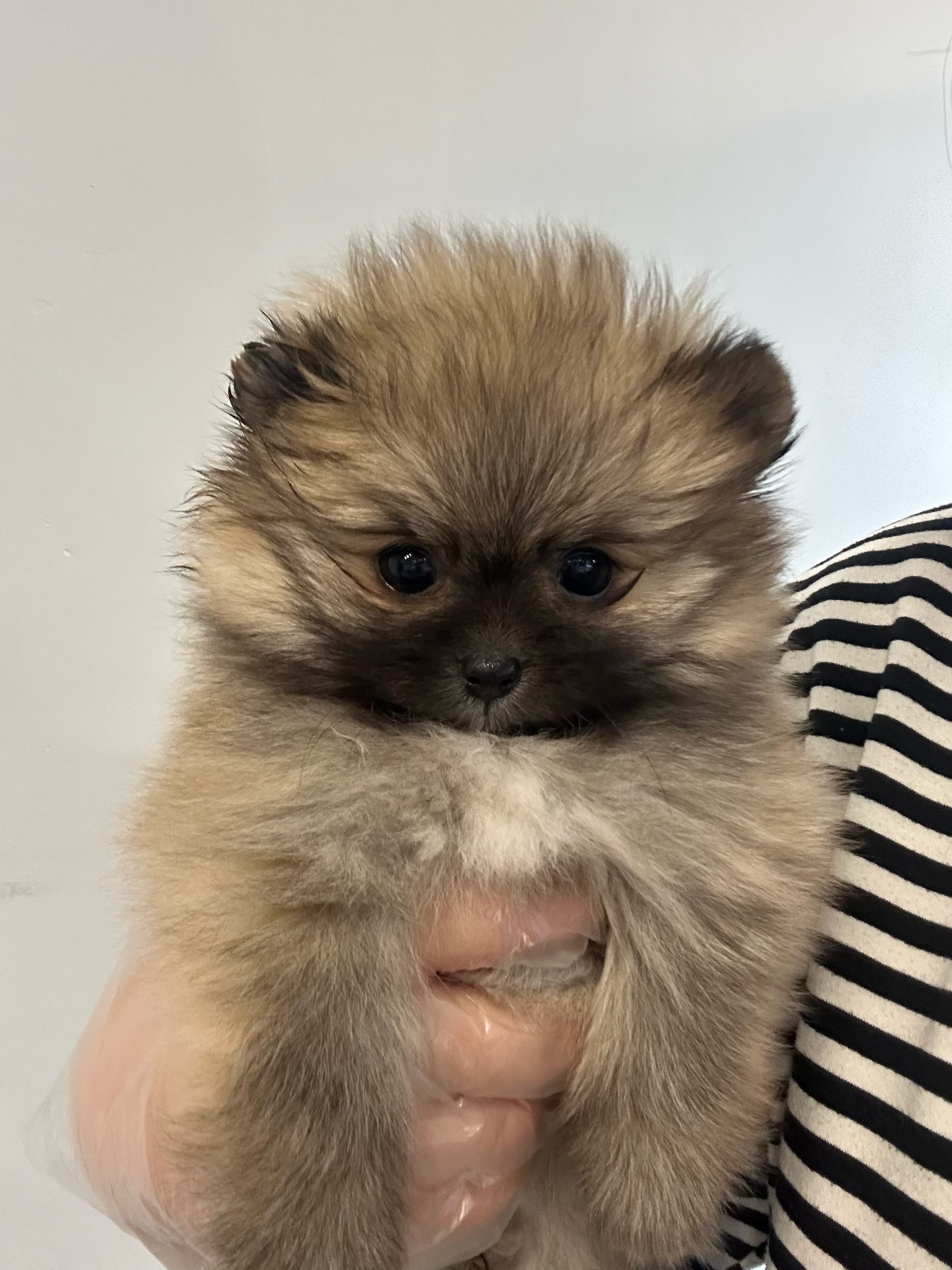 세이블포메 올망이.jpeg