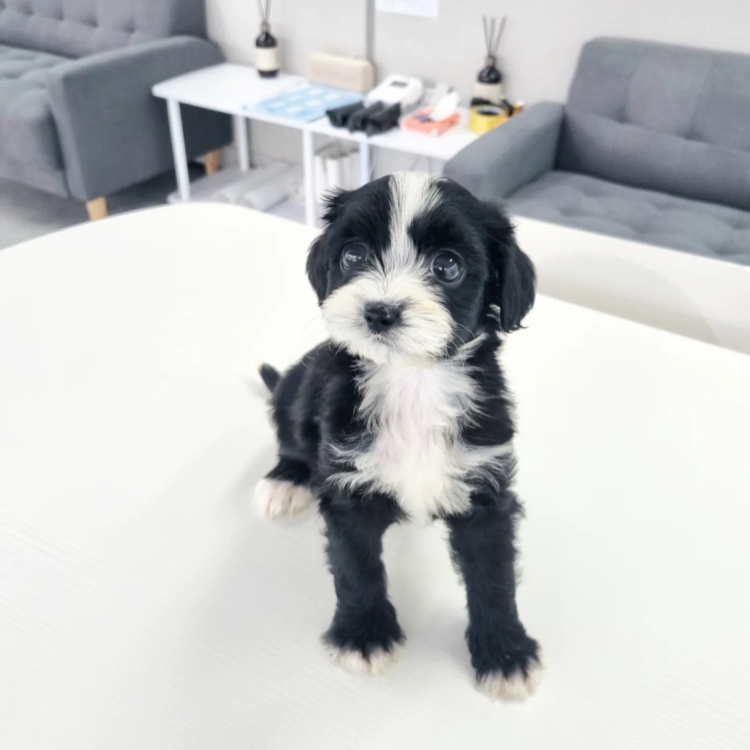 버나두들 남아.jpg