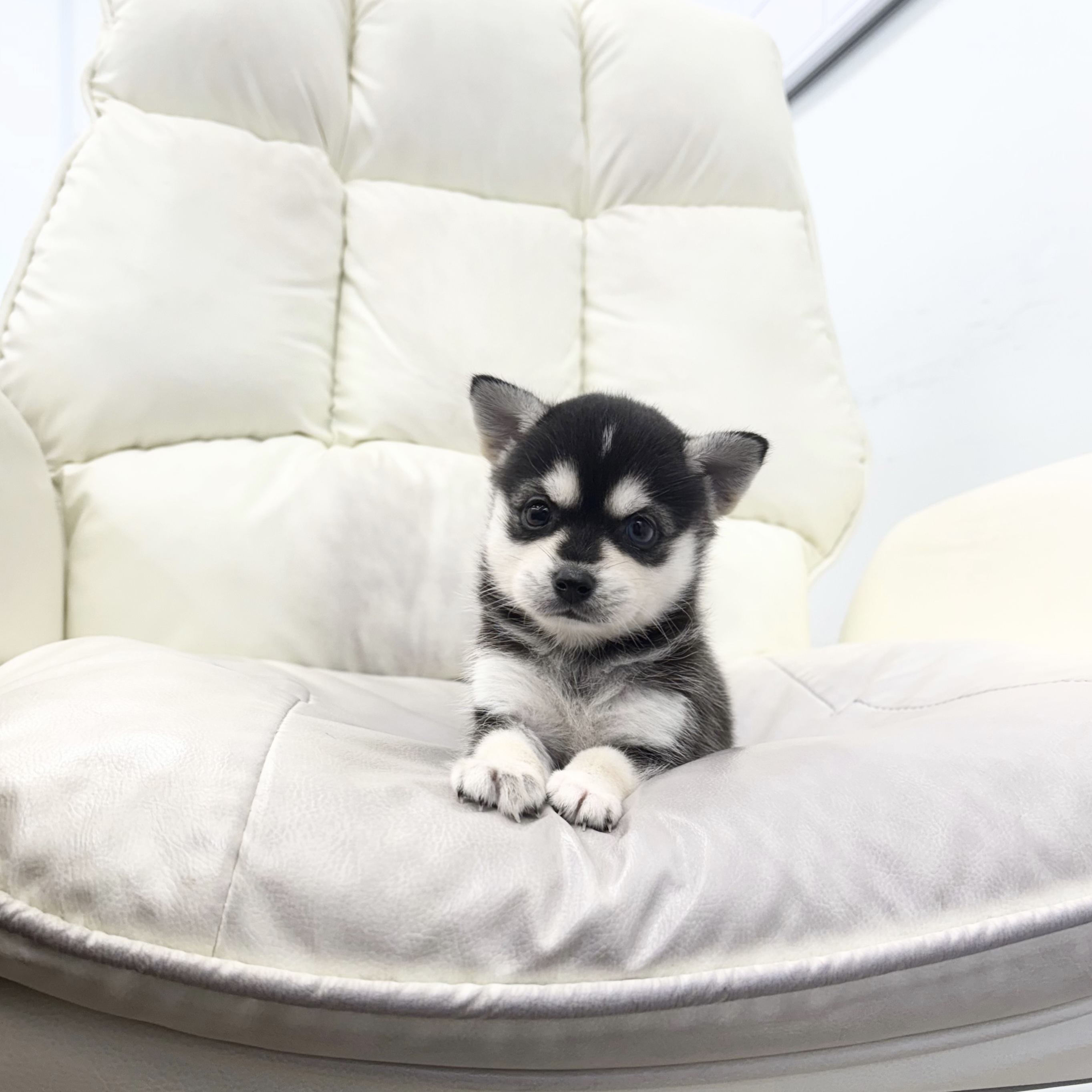 폼스키 남아.jpg