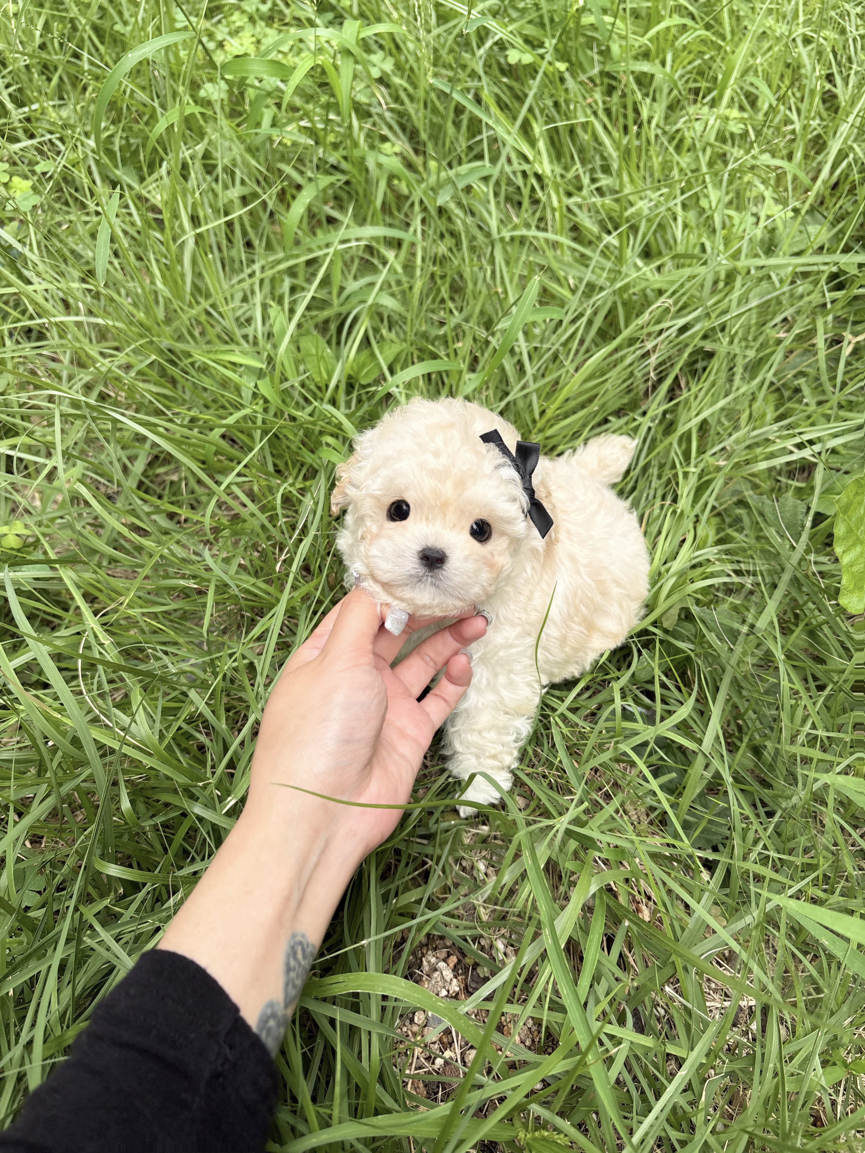 토이푸들2.jpg
