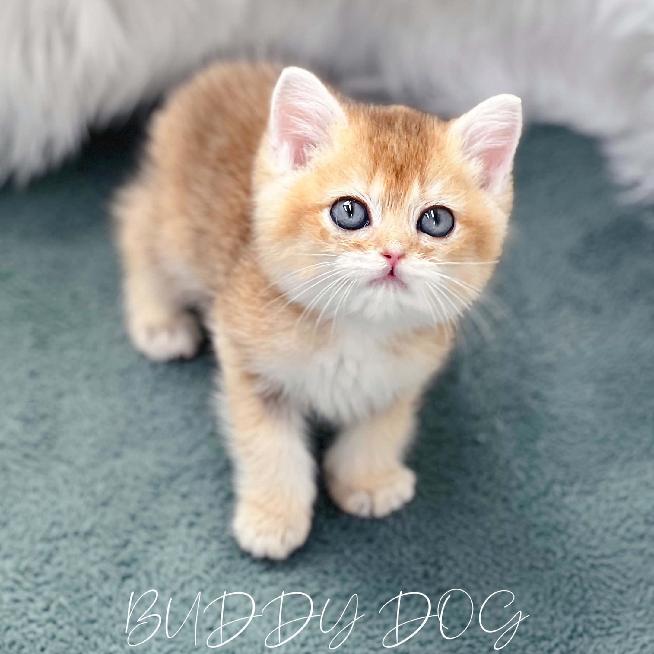 골드 브숏 (수) 30.jpg