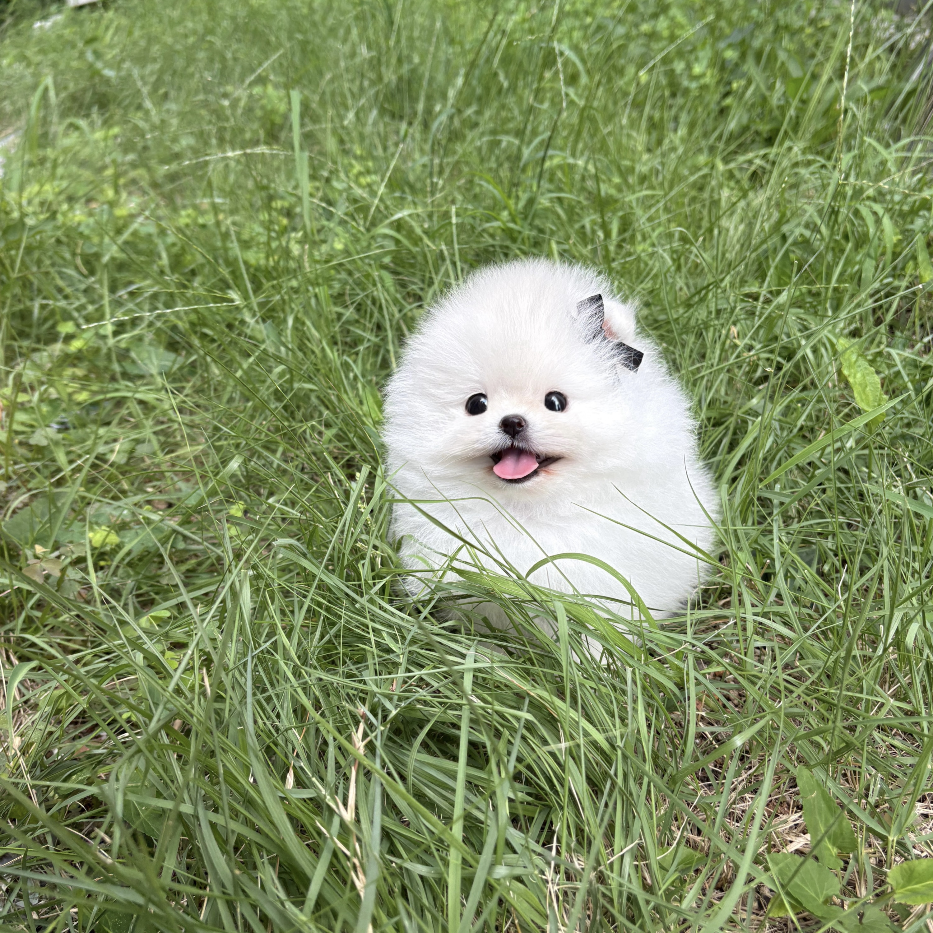 포메라니안1.jpg
