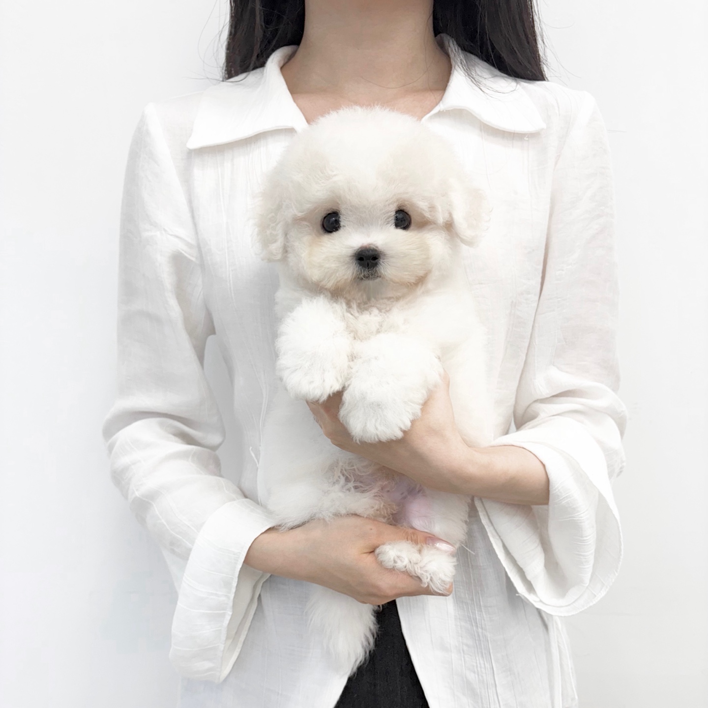 꼬숑 70_80.jpg
