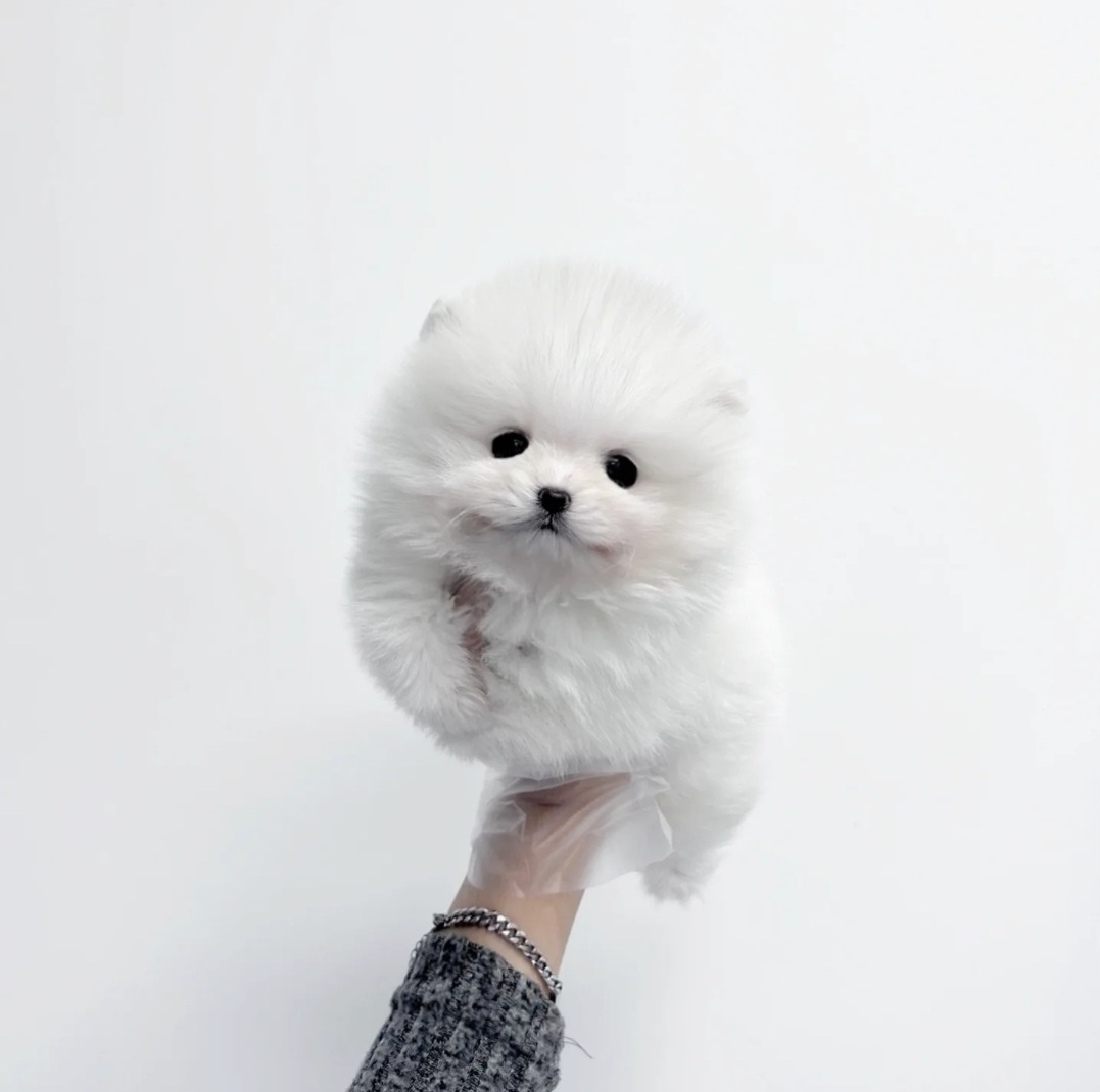 포메라니안.jpg