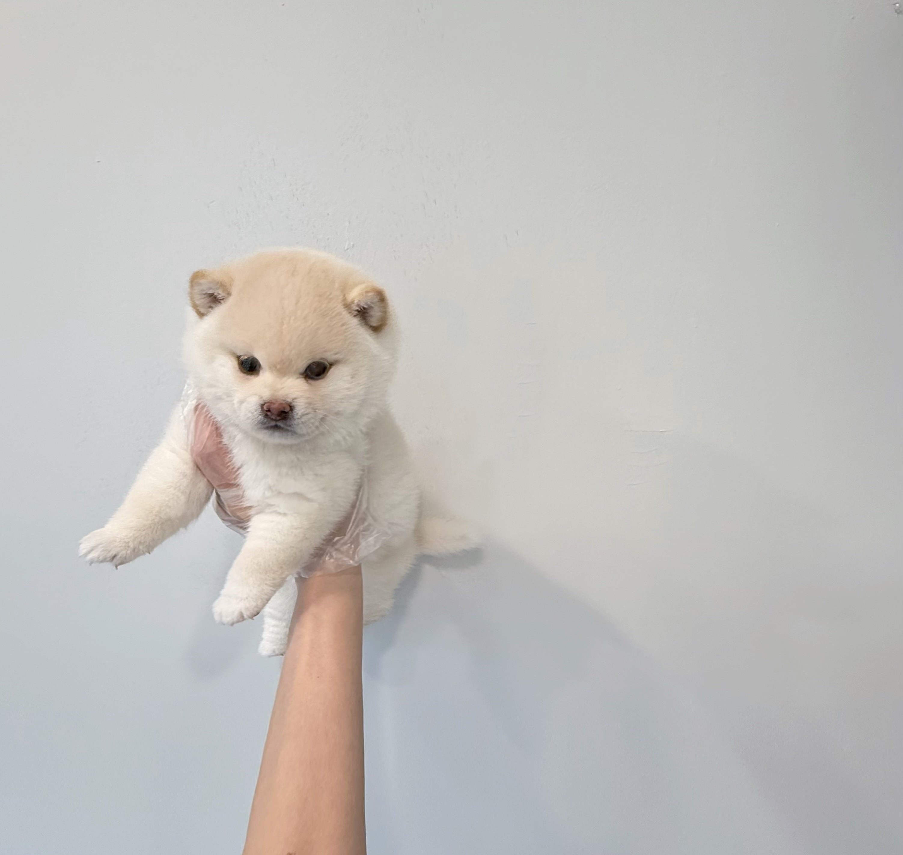 시바이누 백미.jpg