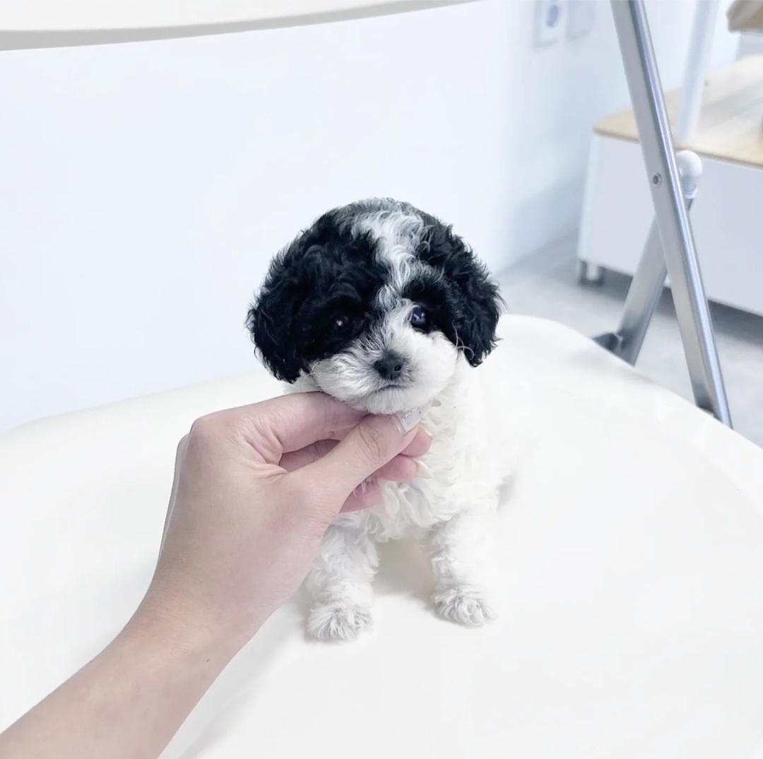 실버파티푸들.jpg