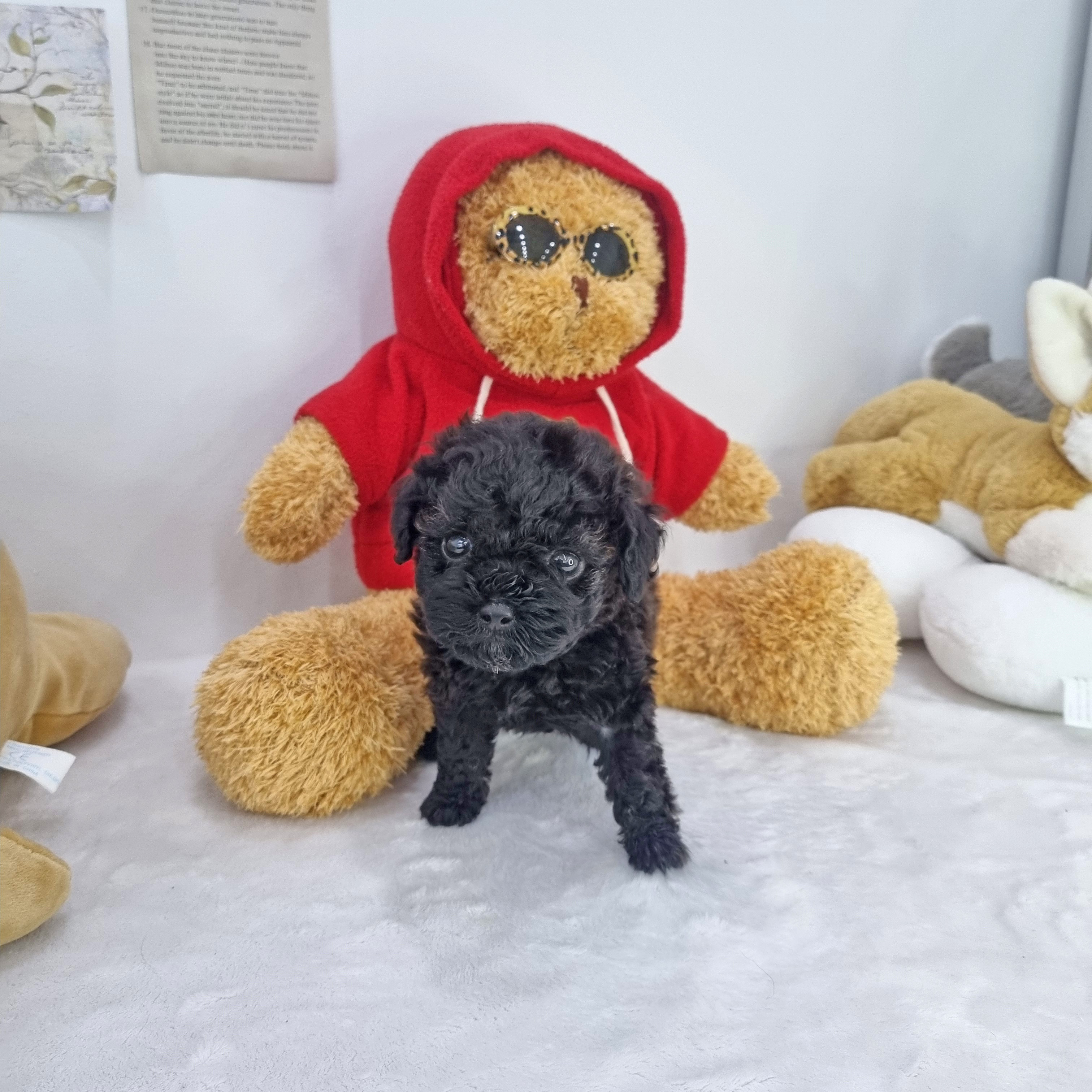 블랙탄 푸들 포피.jpg