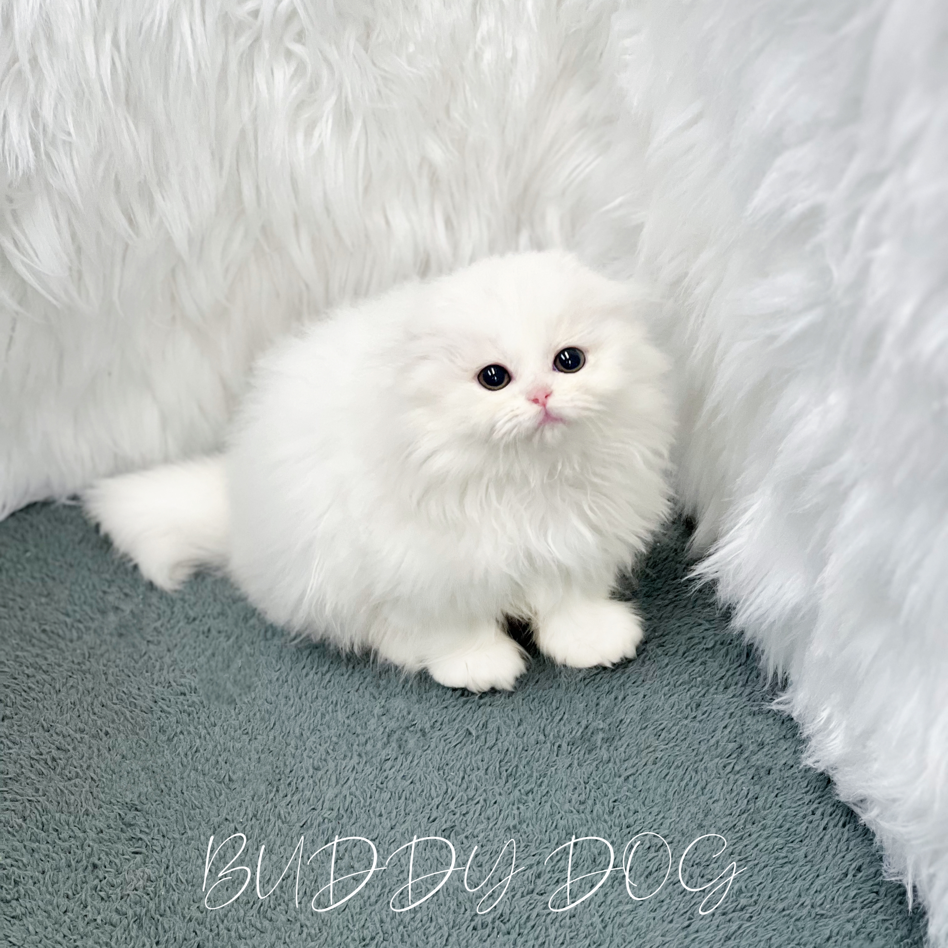 화이트 하이랜드폴드 (암) 11.jpg