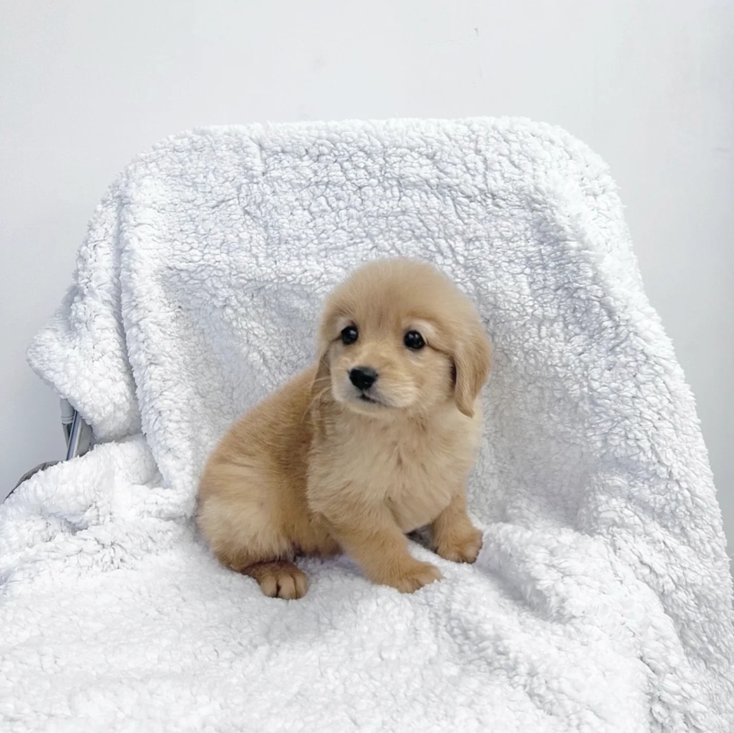 골댕댕.jpg