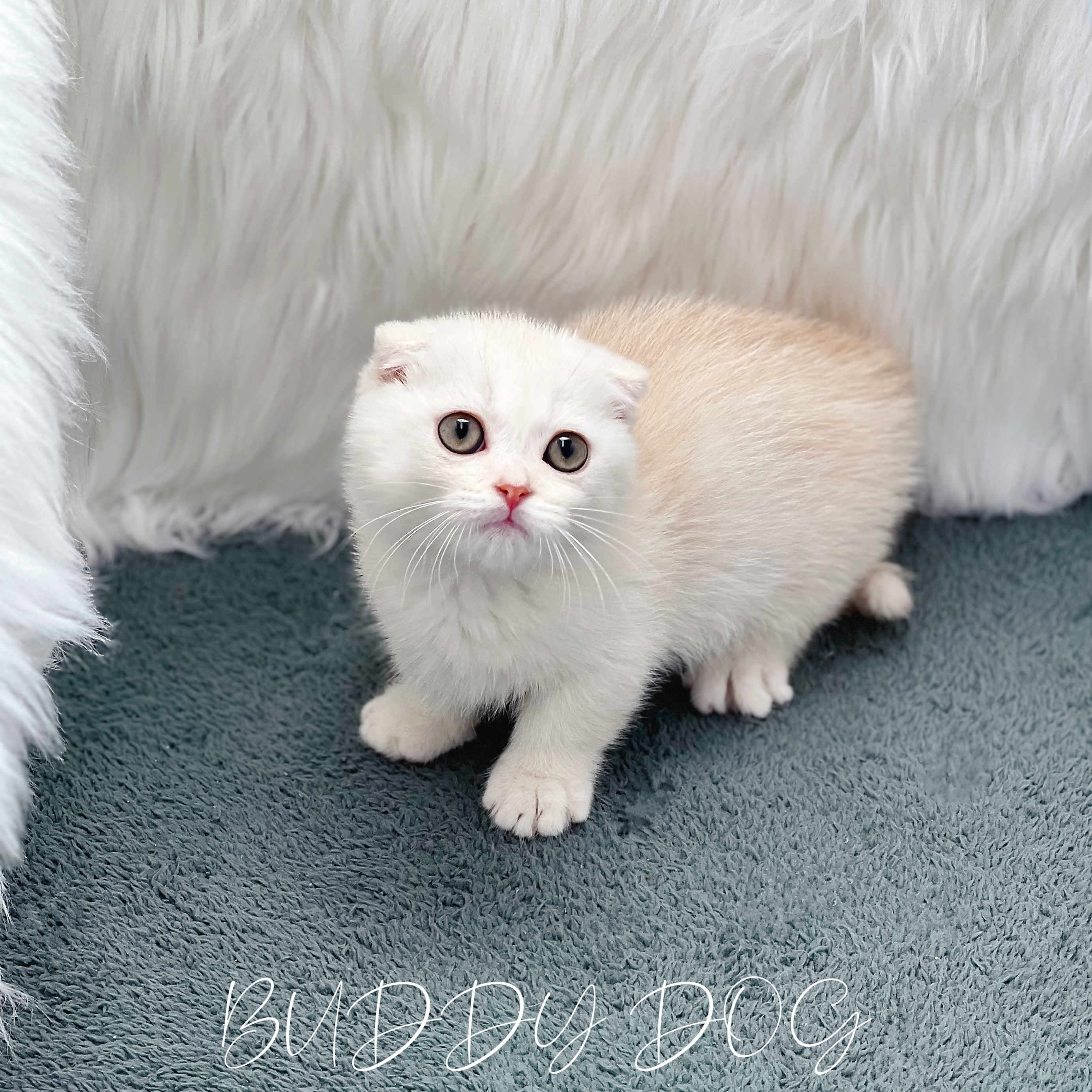 크림 먼치킨킬트 (수) 18.jpg