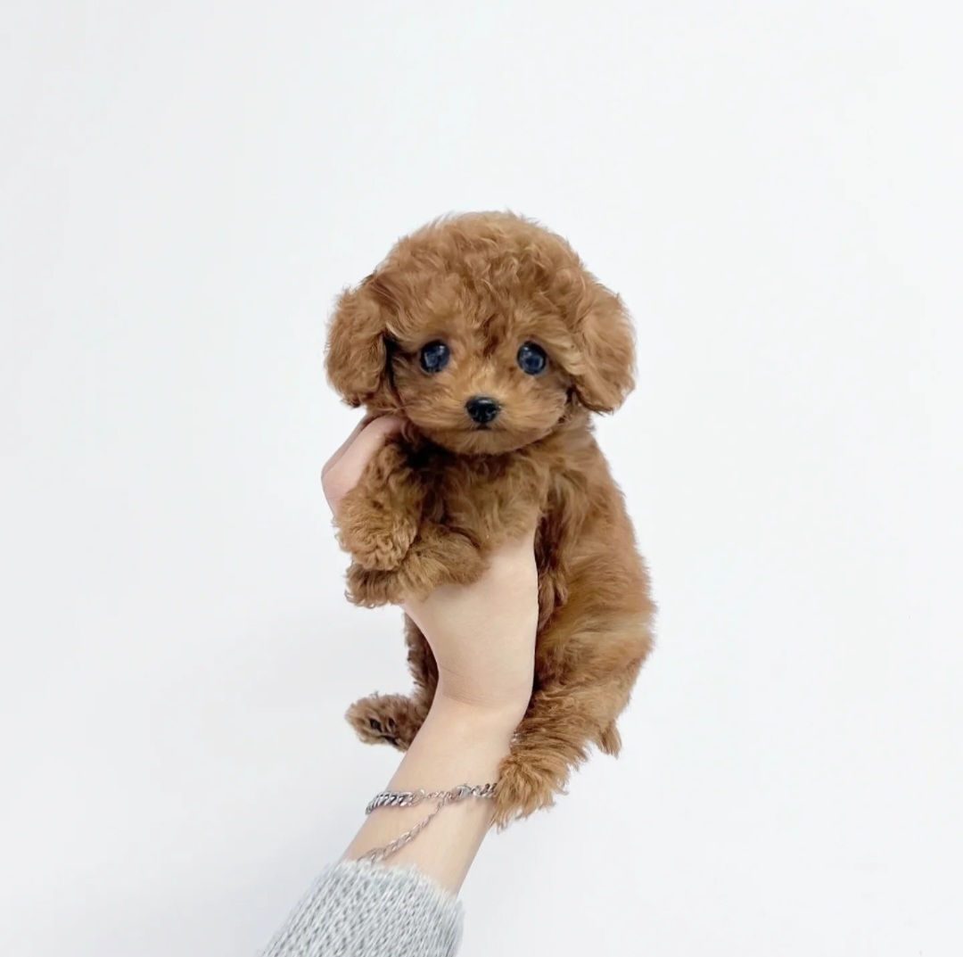 애푸푸리.jpg