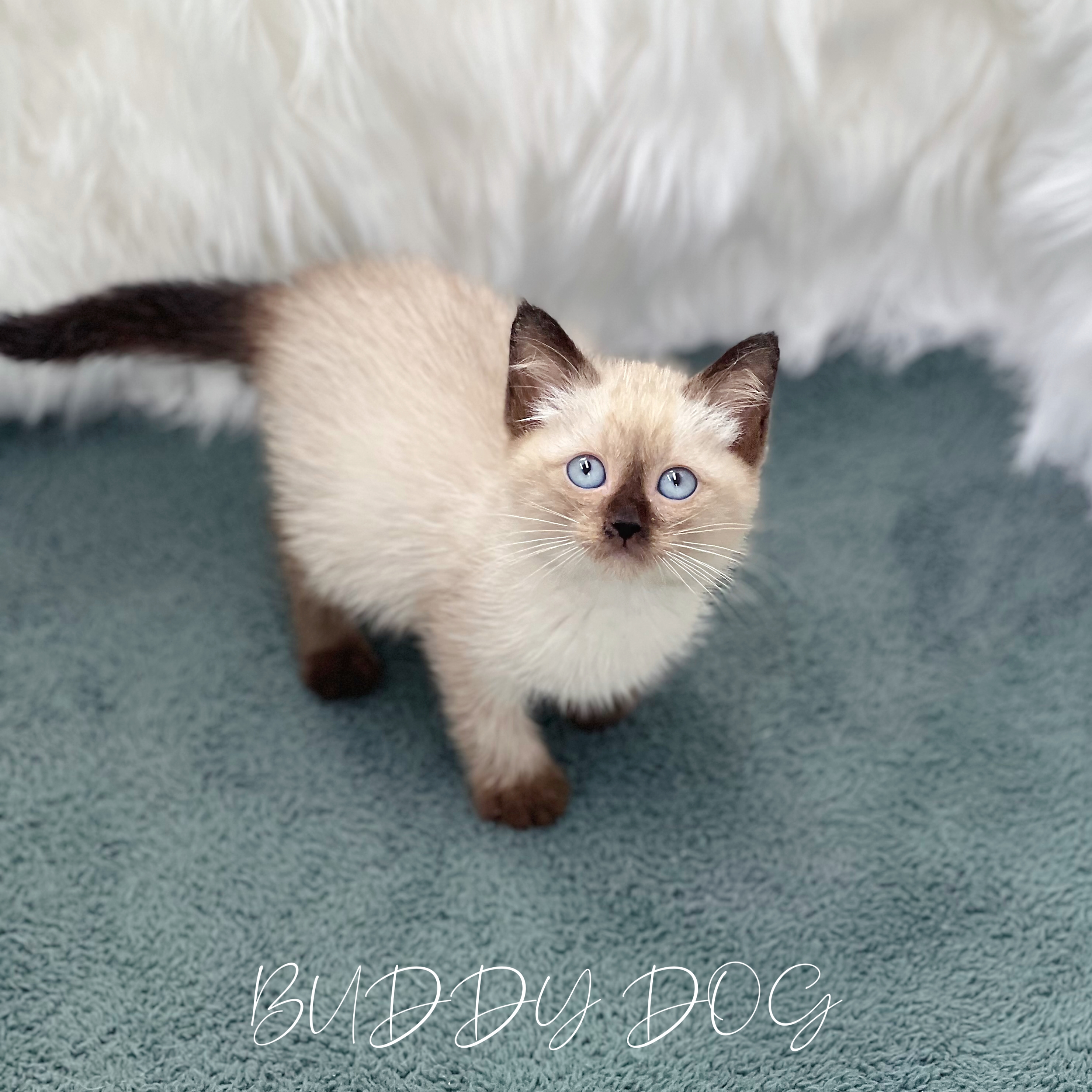 씰포인트 샴 (수) 33 (55).jpg