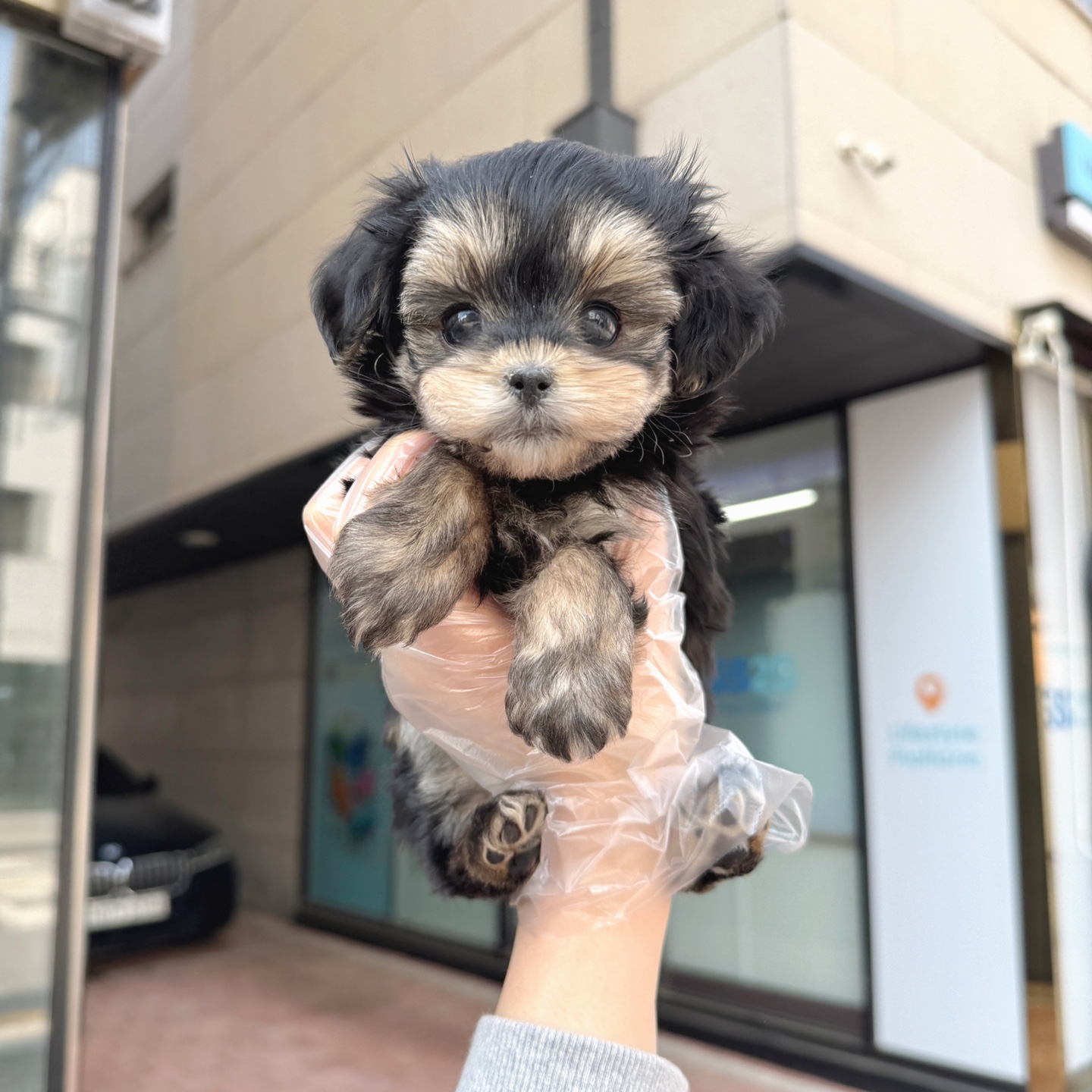 몰키 30 여.jpg