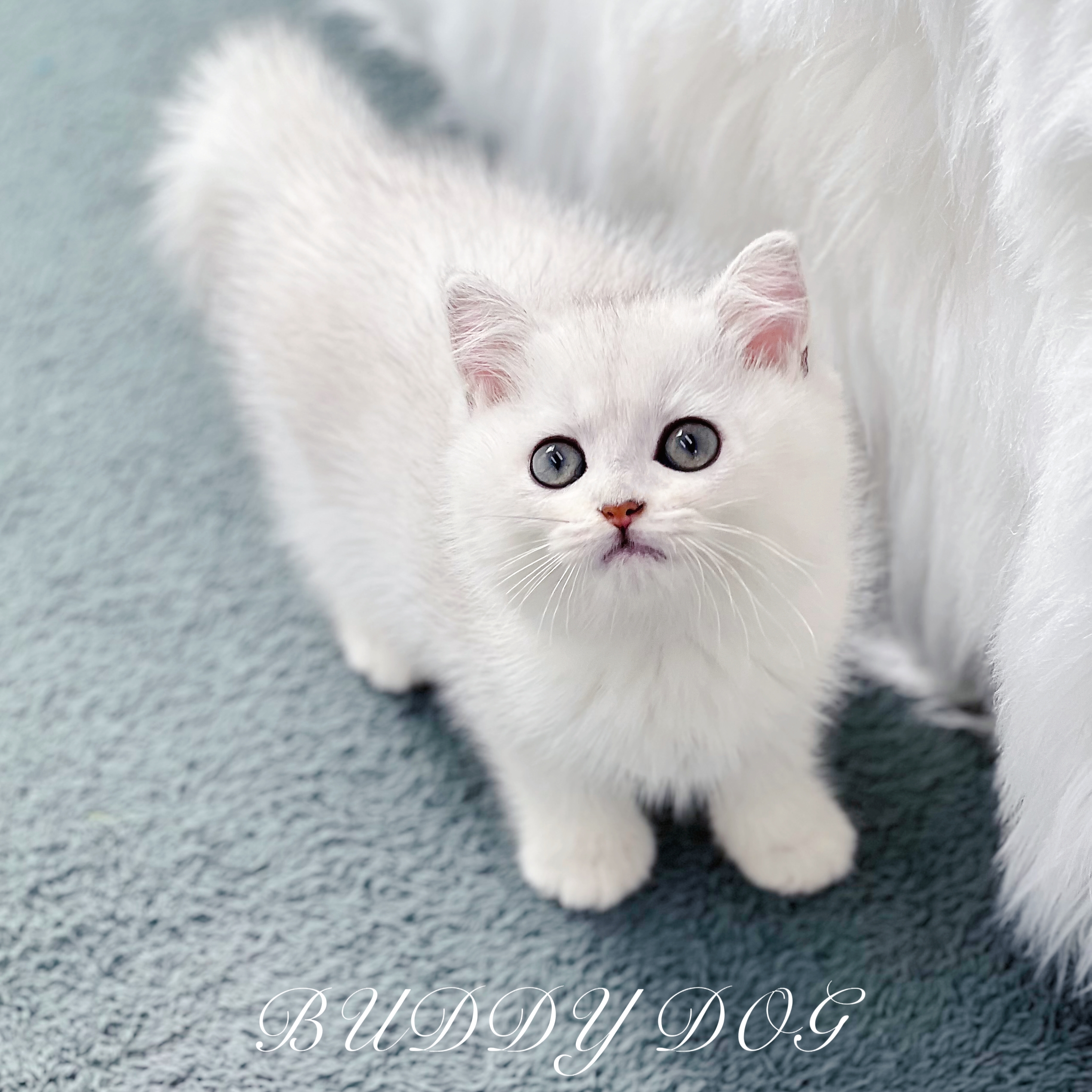 실버쉐이드 브숏 (수) 28.jpg