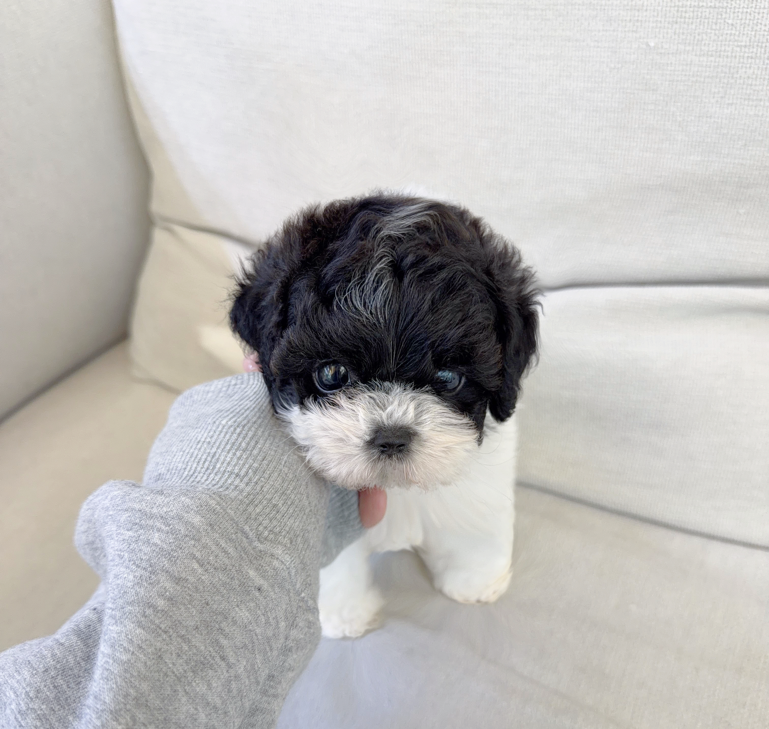 꼬똥믹스.jpg
