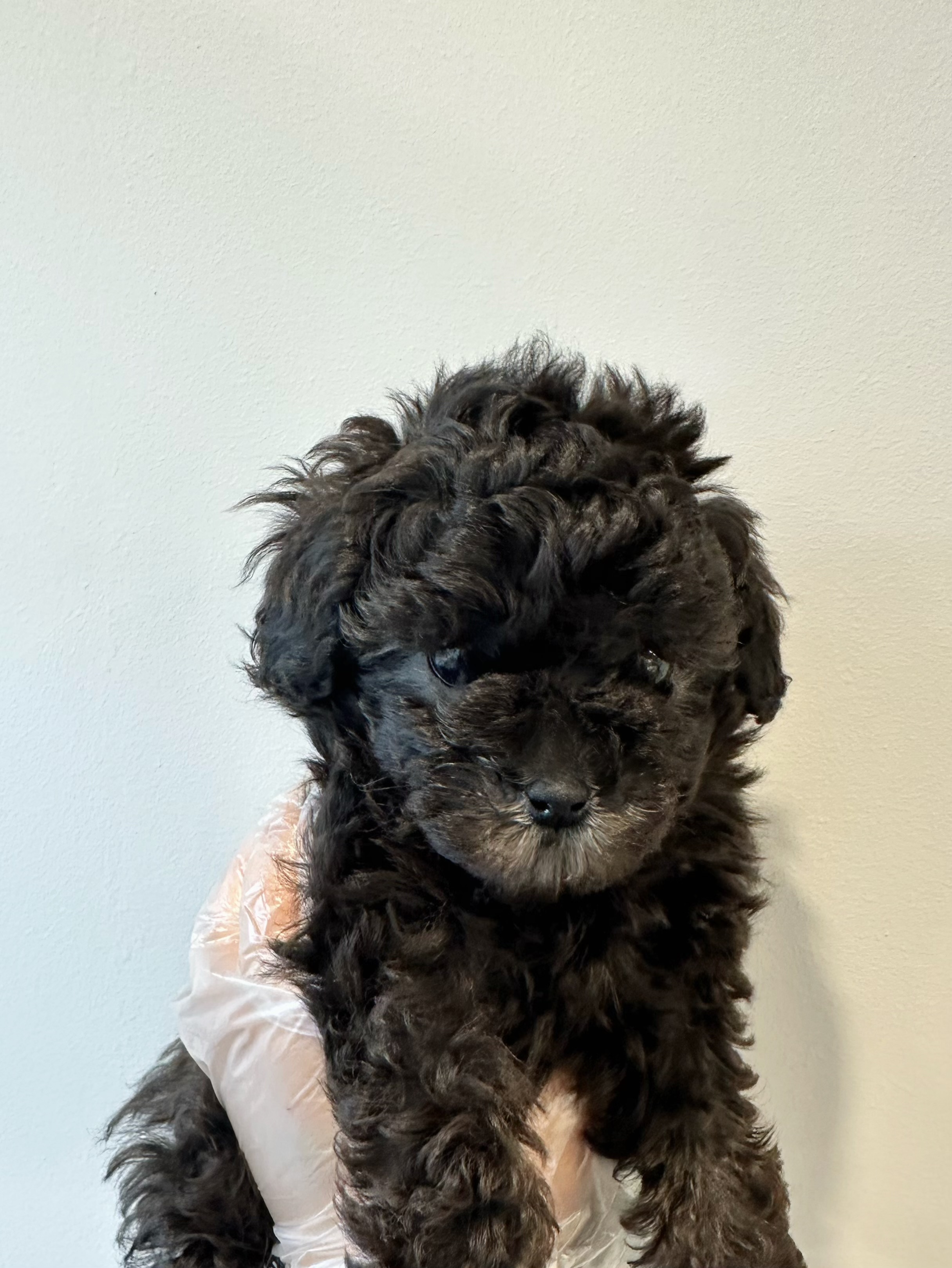 실버푸들 꼬미.jpg