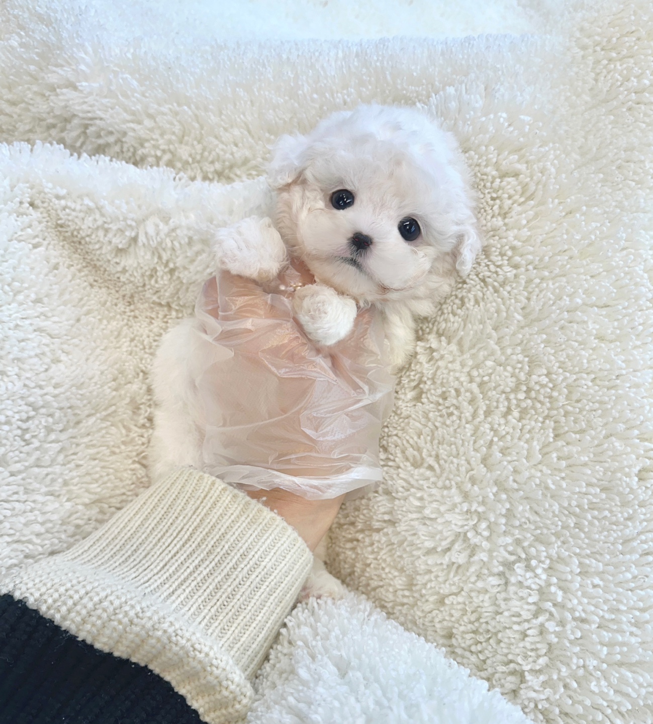 화이트토이푸들 25.jpg