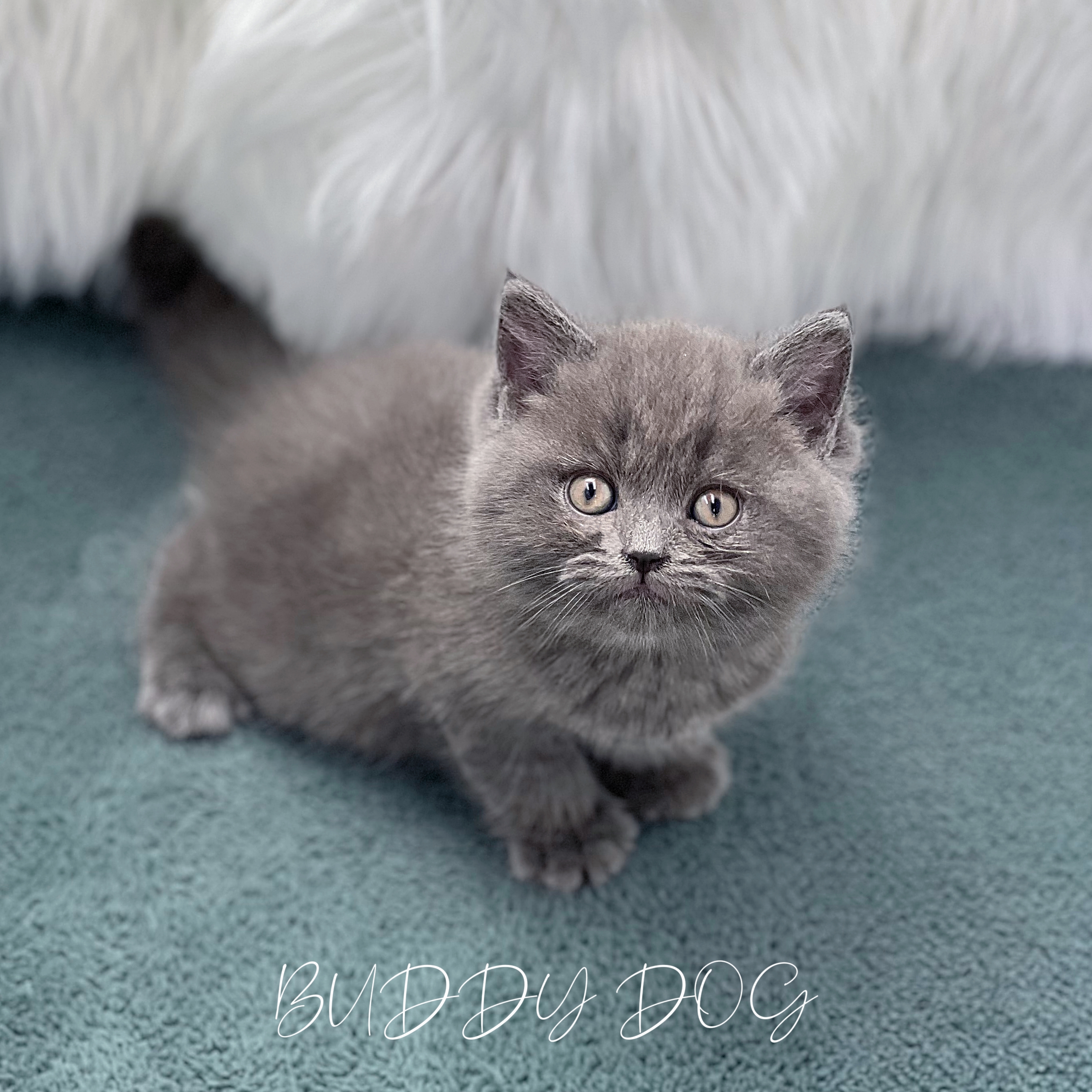 블루 브숏 (수) 22.jpg