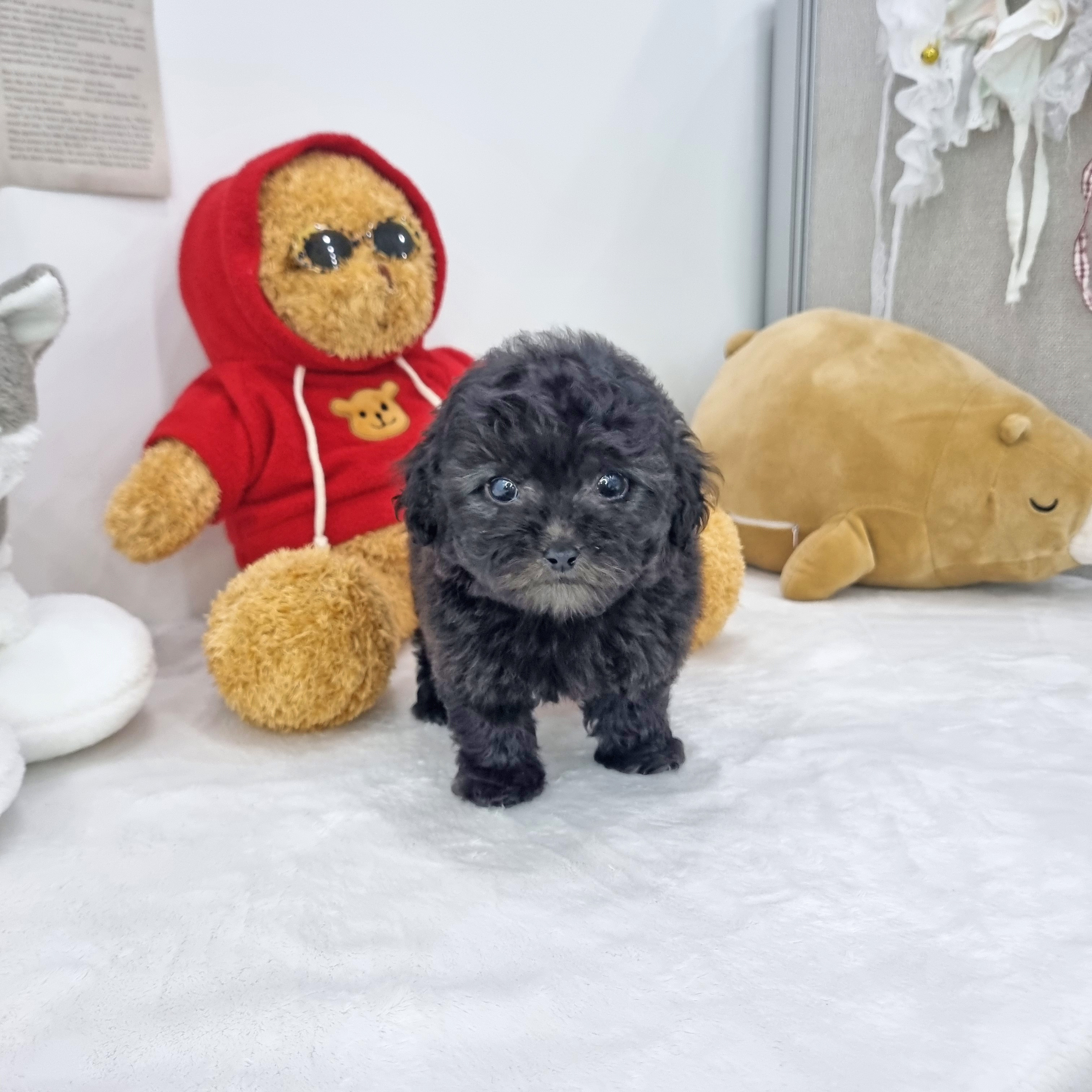 실버푸들.jpg