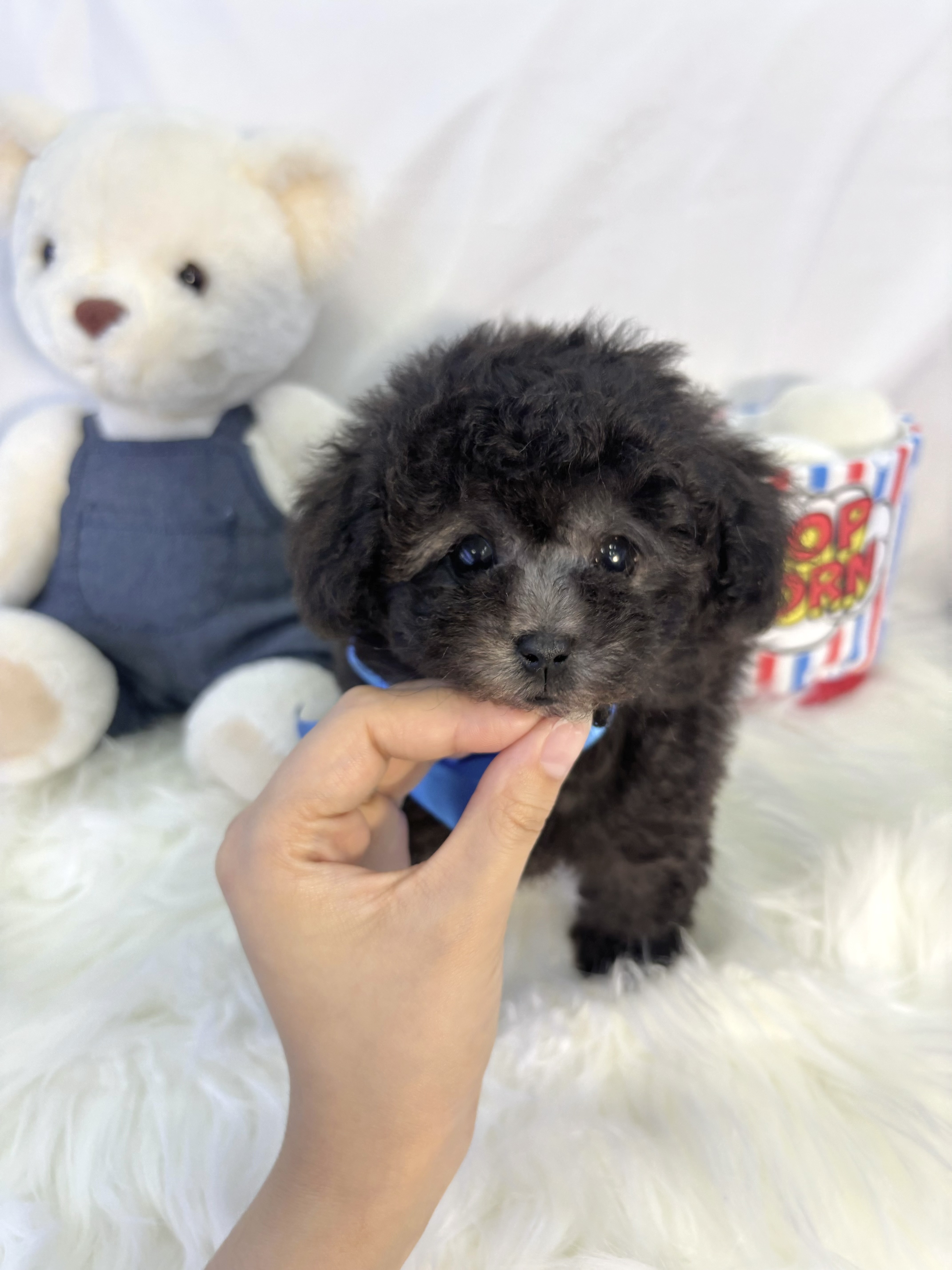 방울이