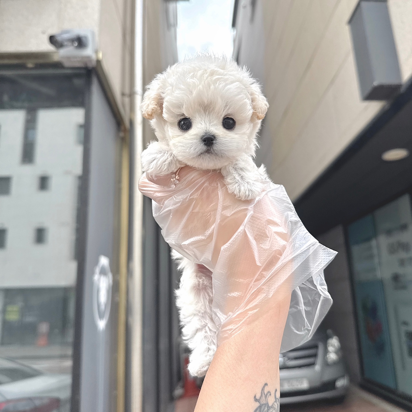 비숑슨2.jpg