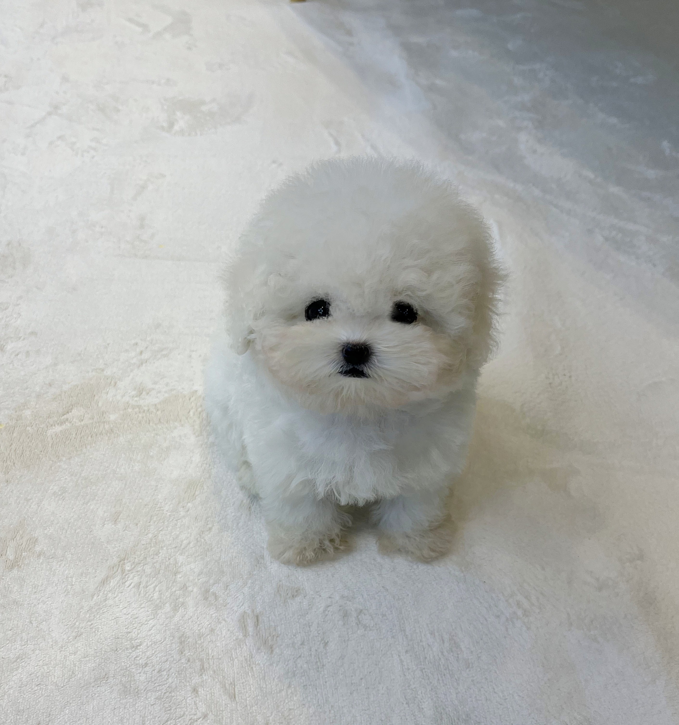 비숑_27_수 (2).jpg