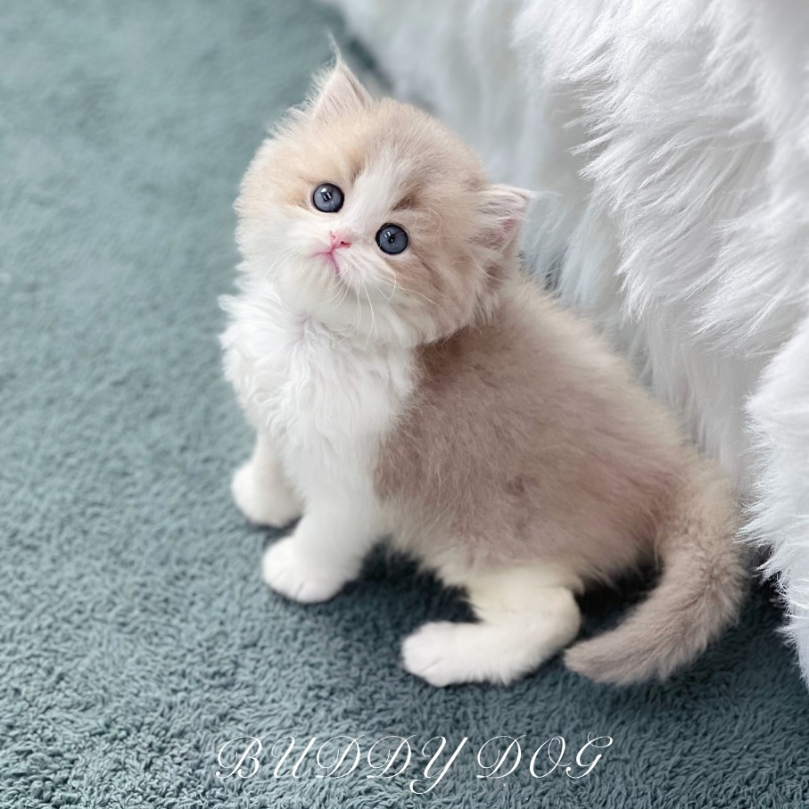 라일락바이 브롱 (수) 40.jpg