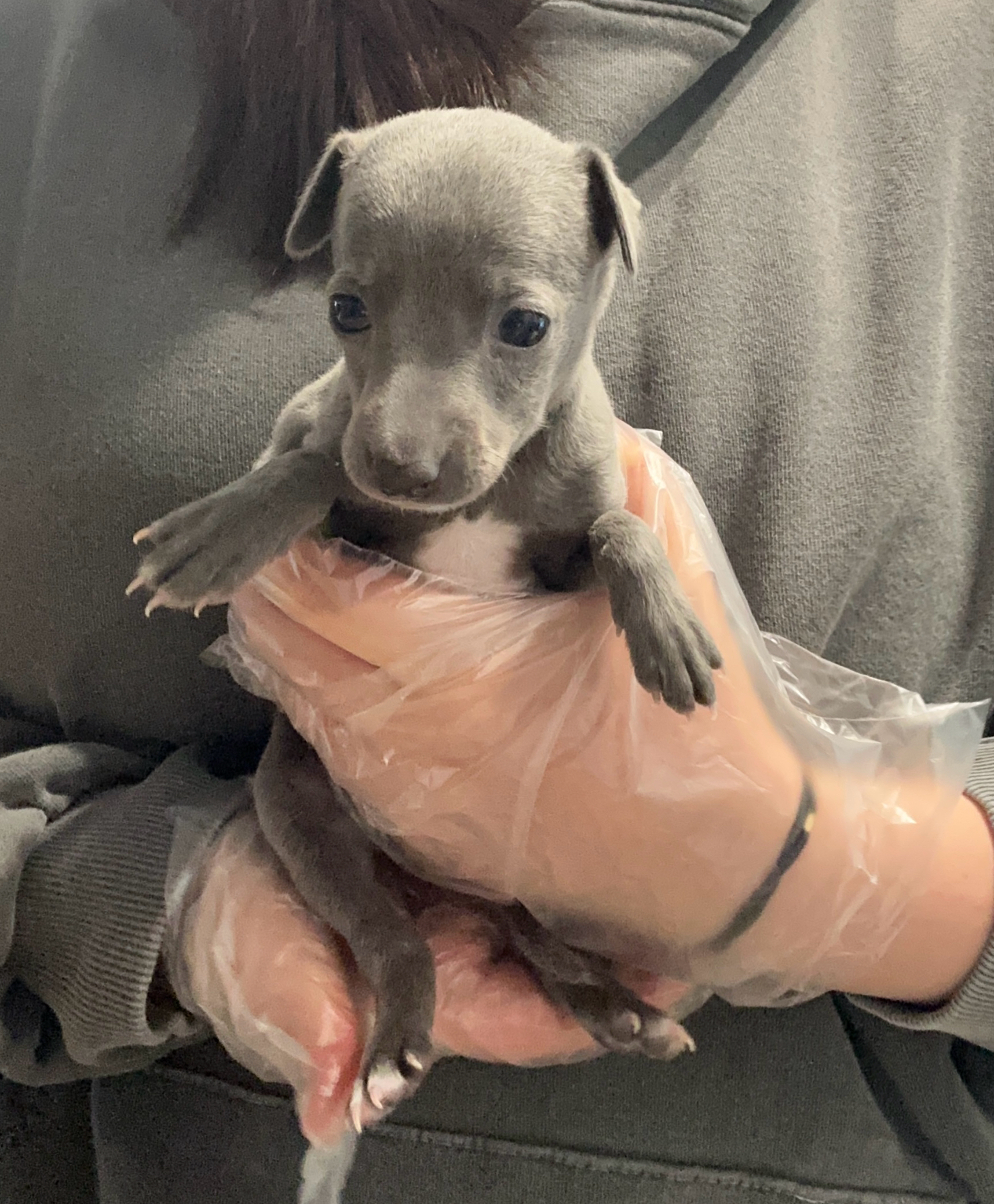 아이쥐 소리.jpg