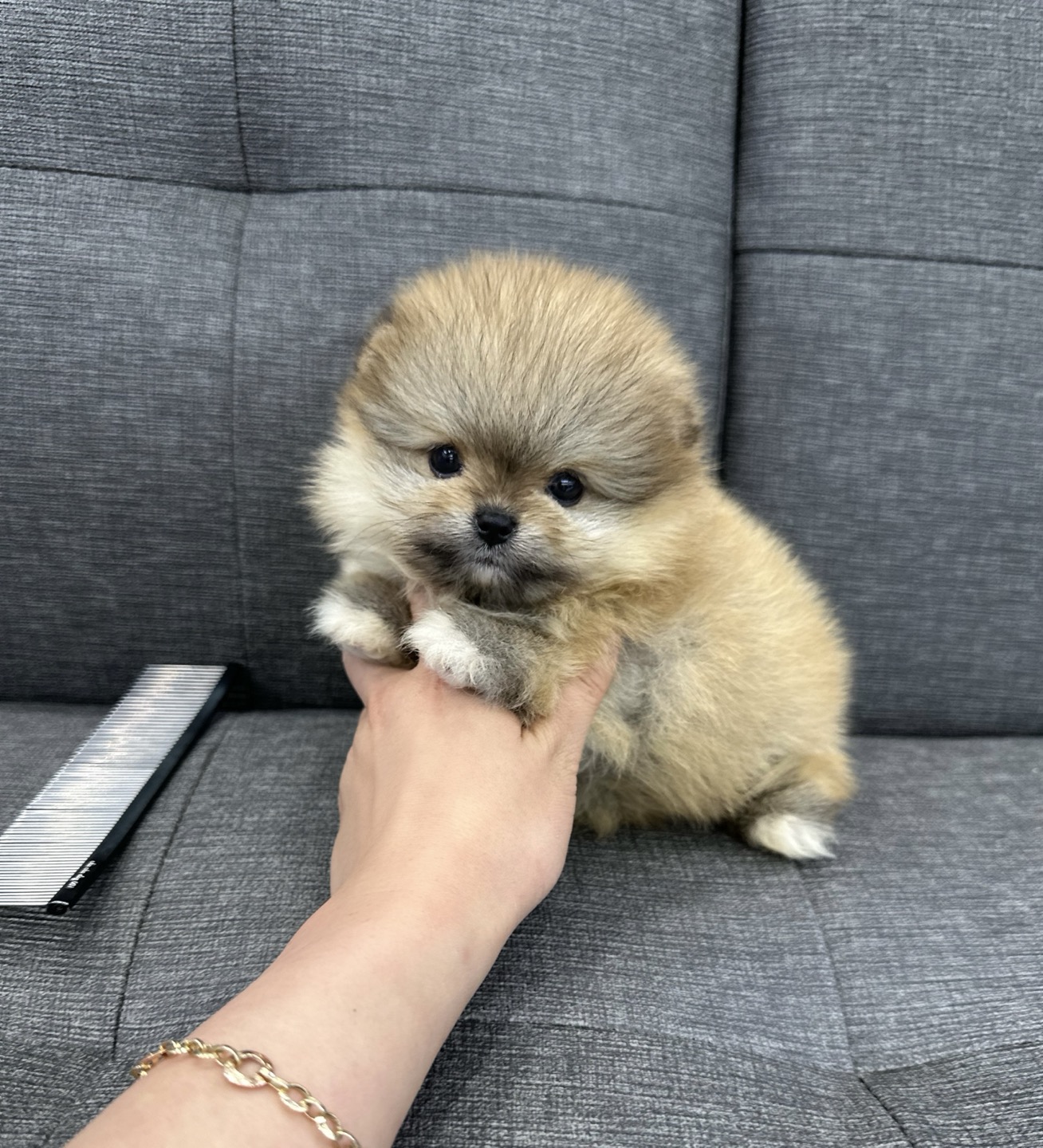 세이블 포메라니안 암컷.jpg