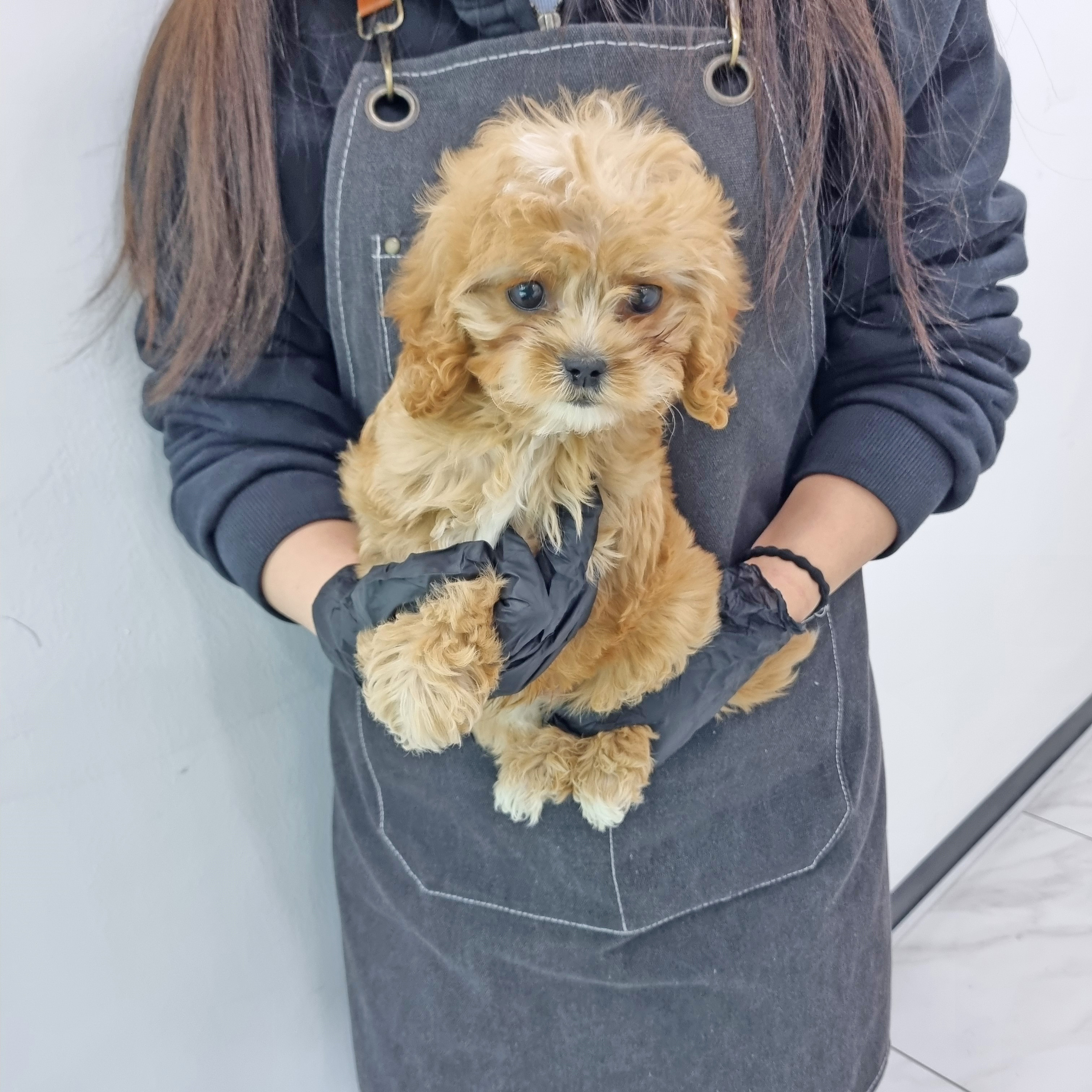 골든두들 (2).jpg