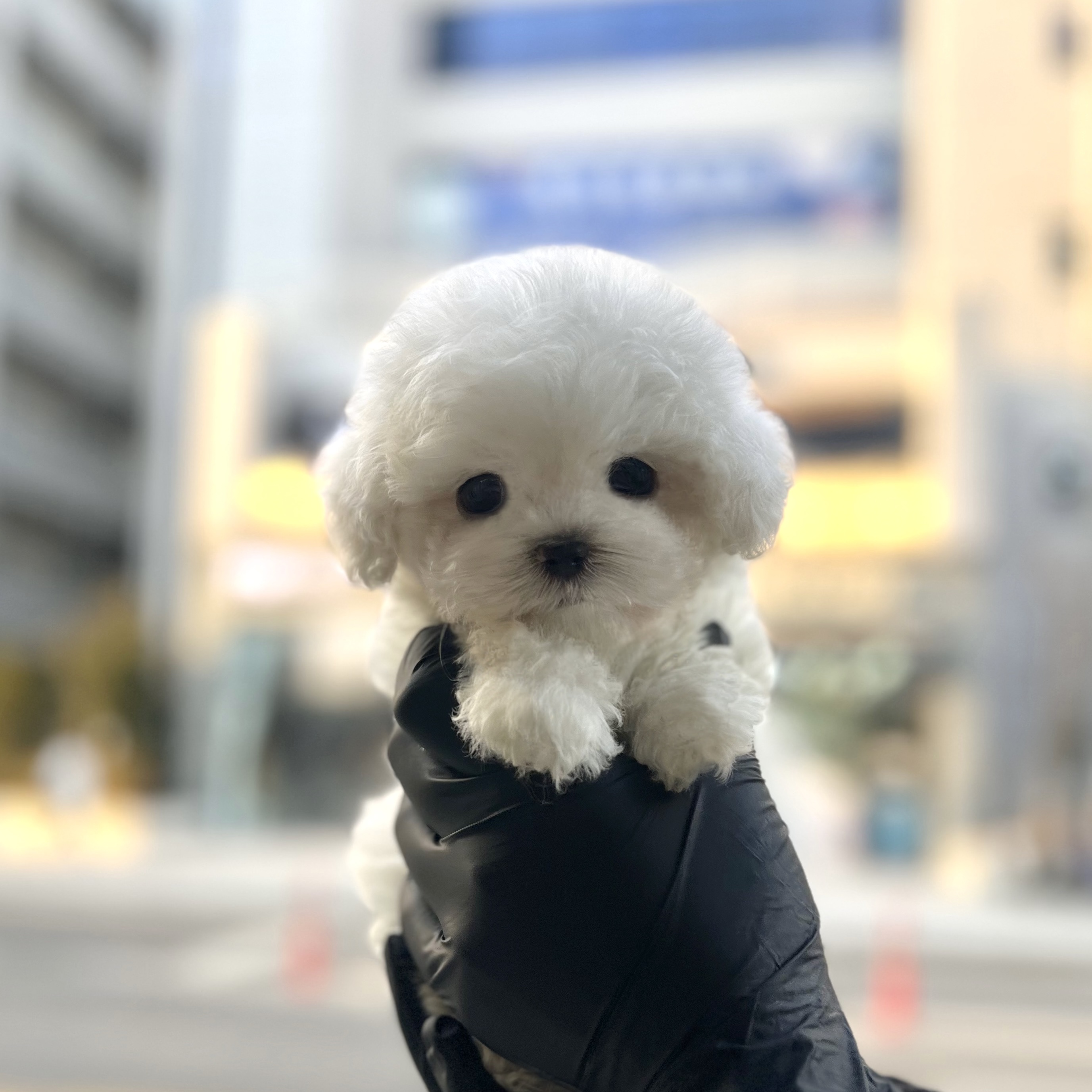 비숑.jpg
