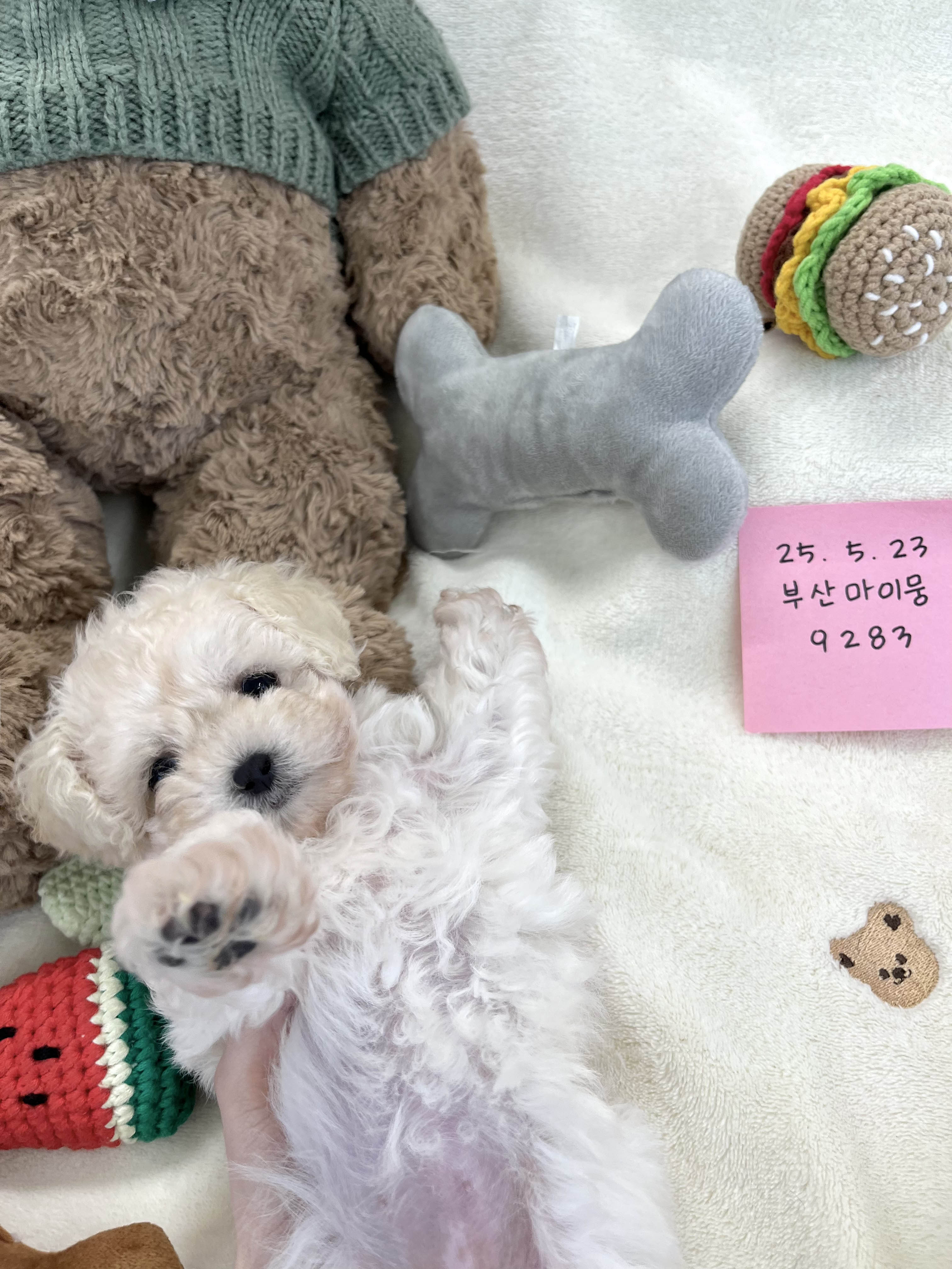 20 푸숑 3.jpg