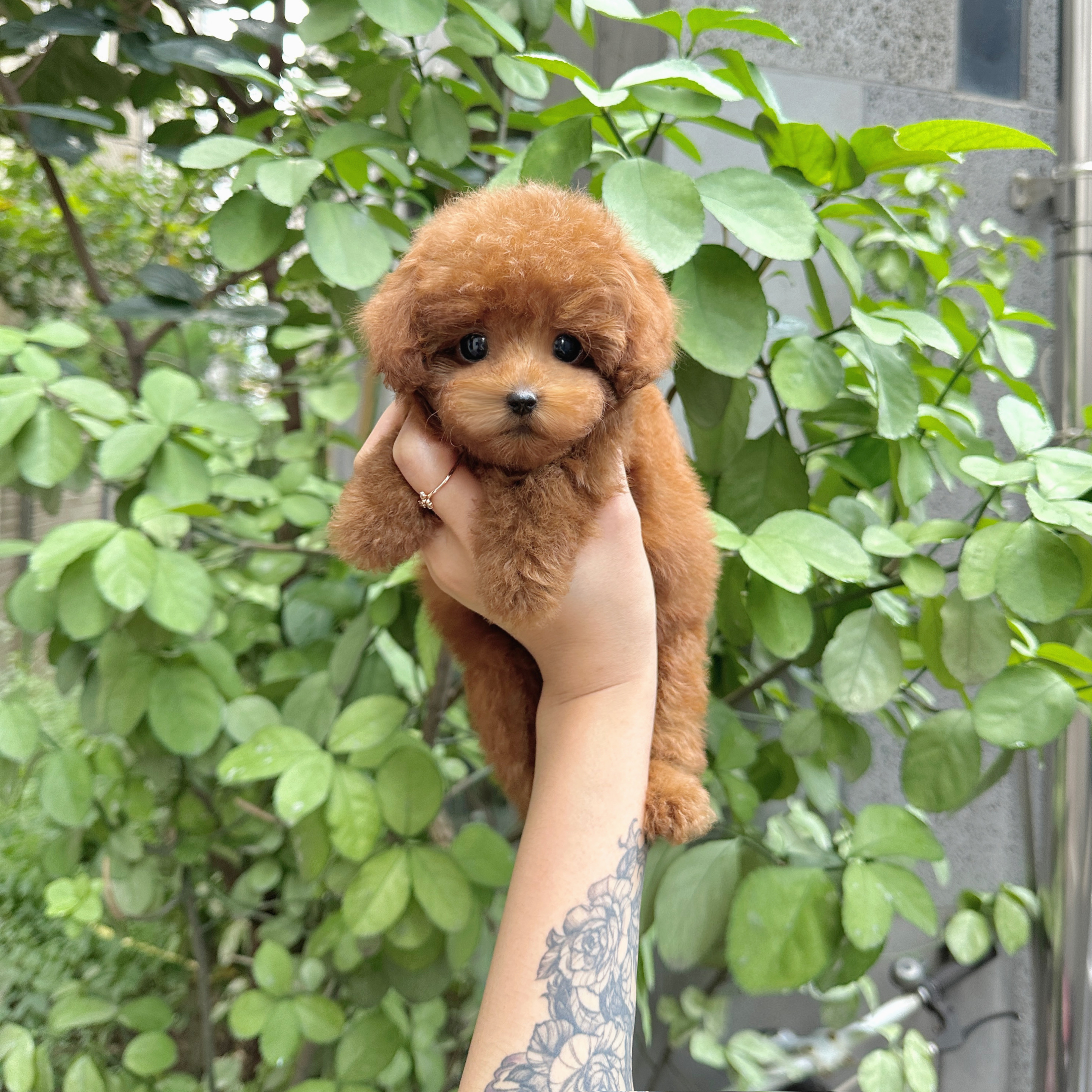 푸들슨.jpg