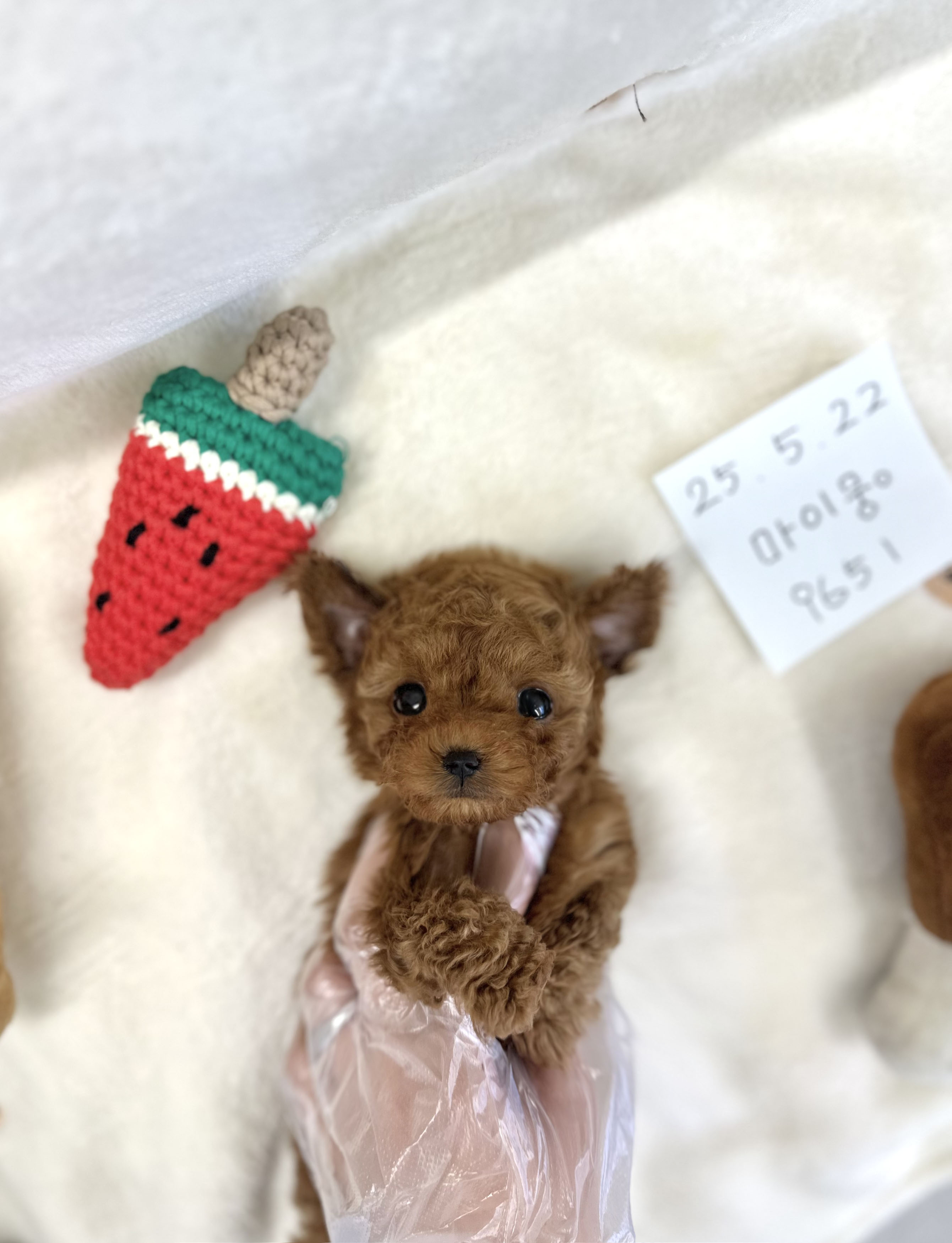 19번 푸들.jpg