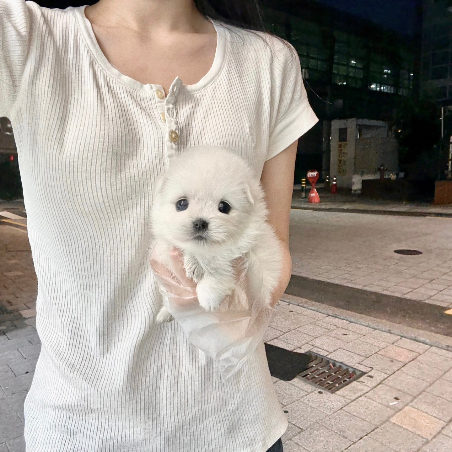 스피츠 35.jpg