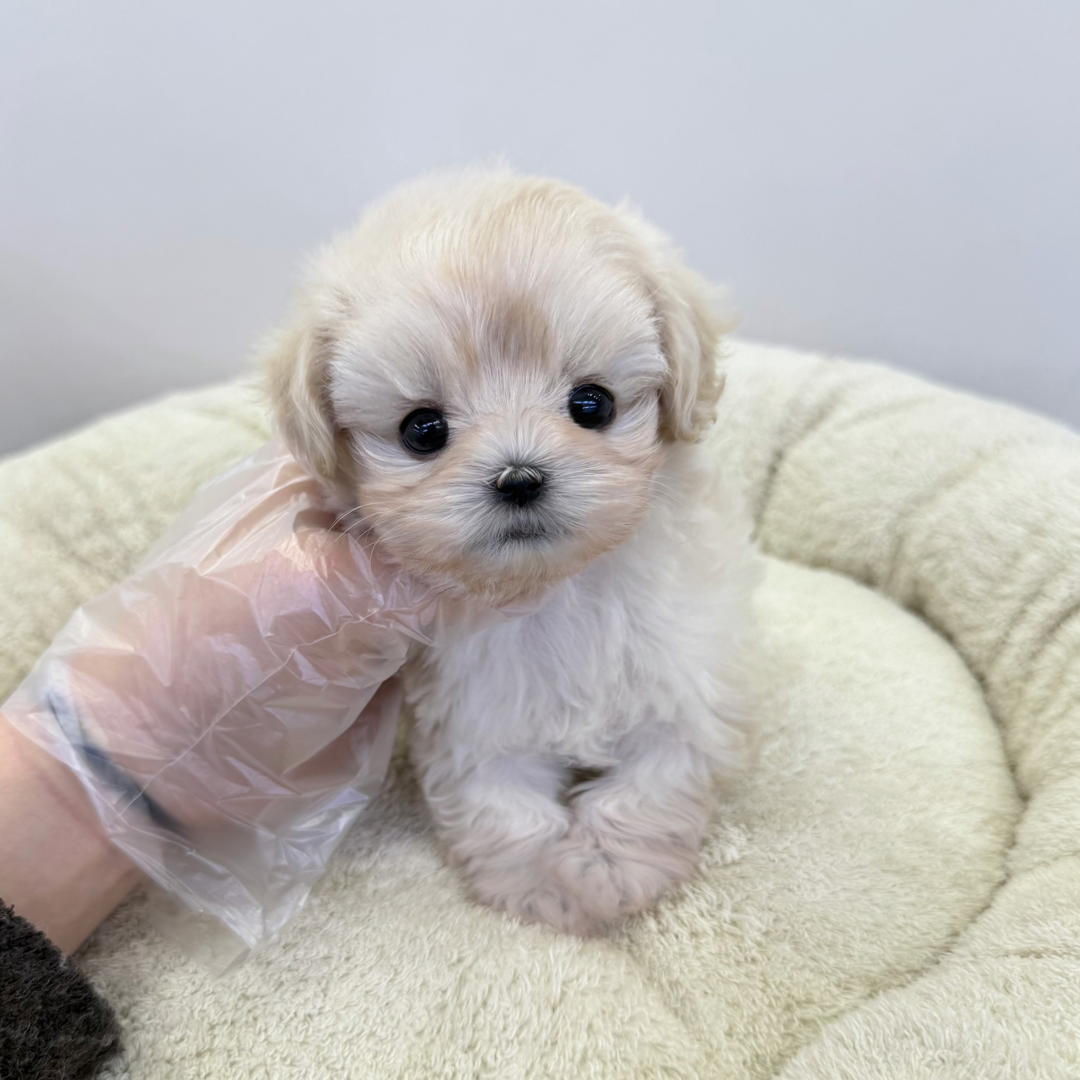 말티푸 18번 25암컷.jpg