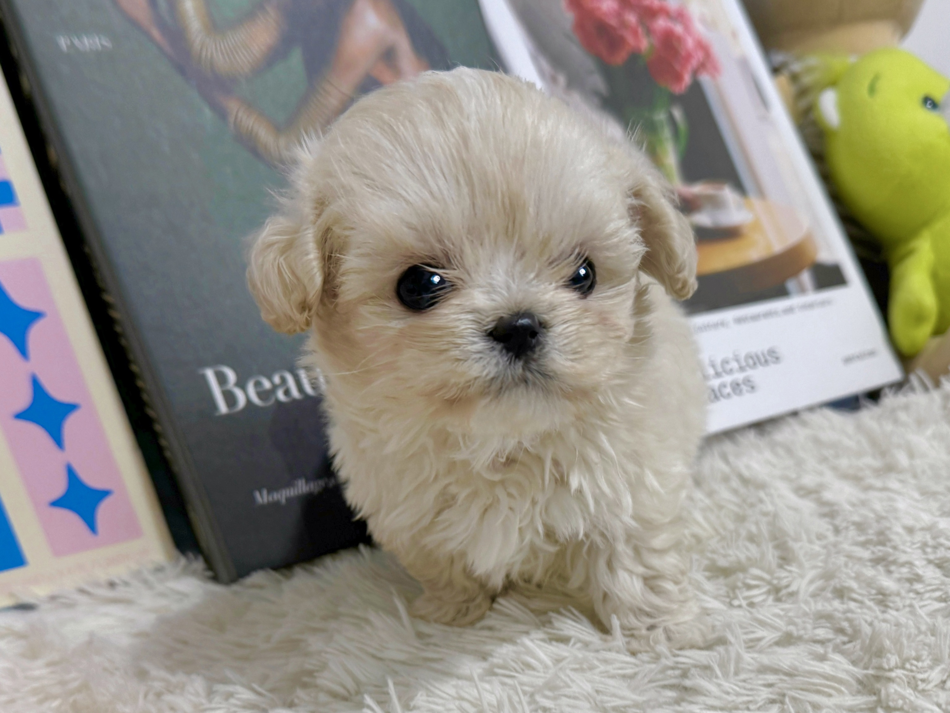 말투푸푸 (2).jpg