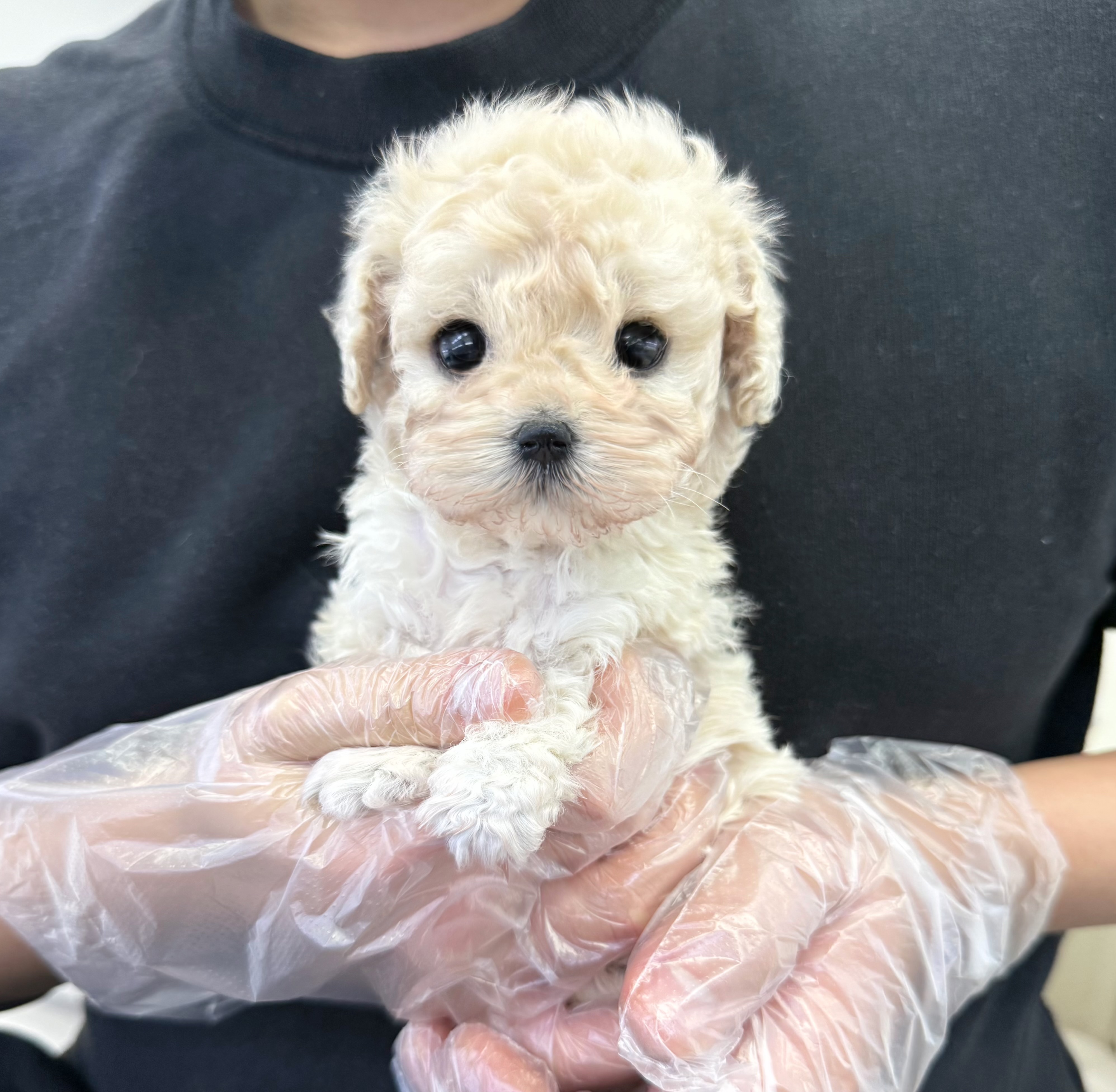 크림푸들 5땡.jpg