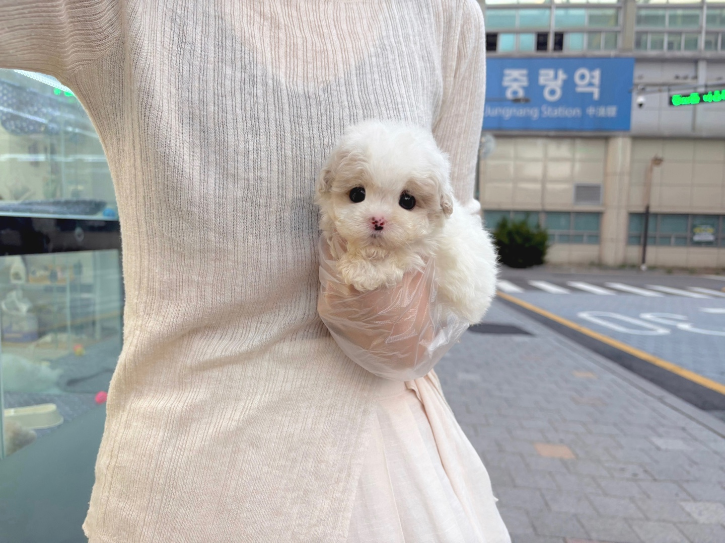 말티푸형제 35.jpg