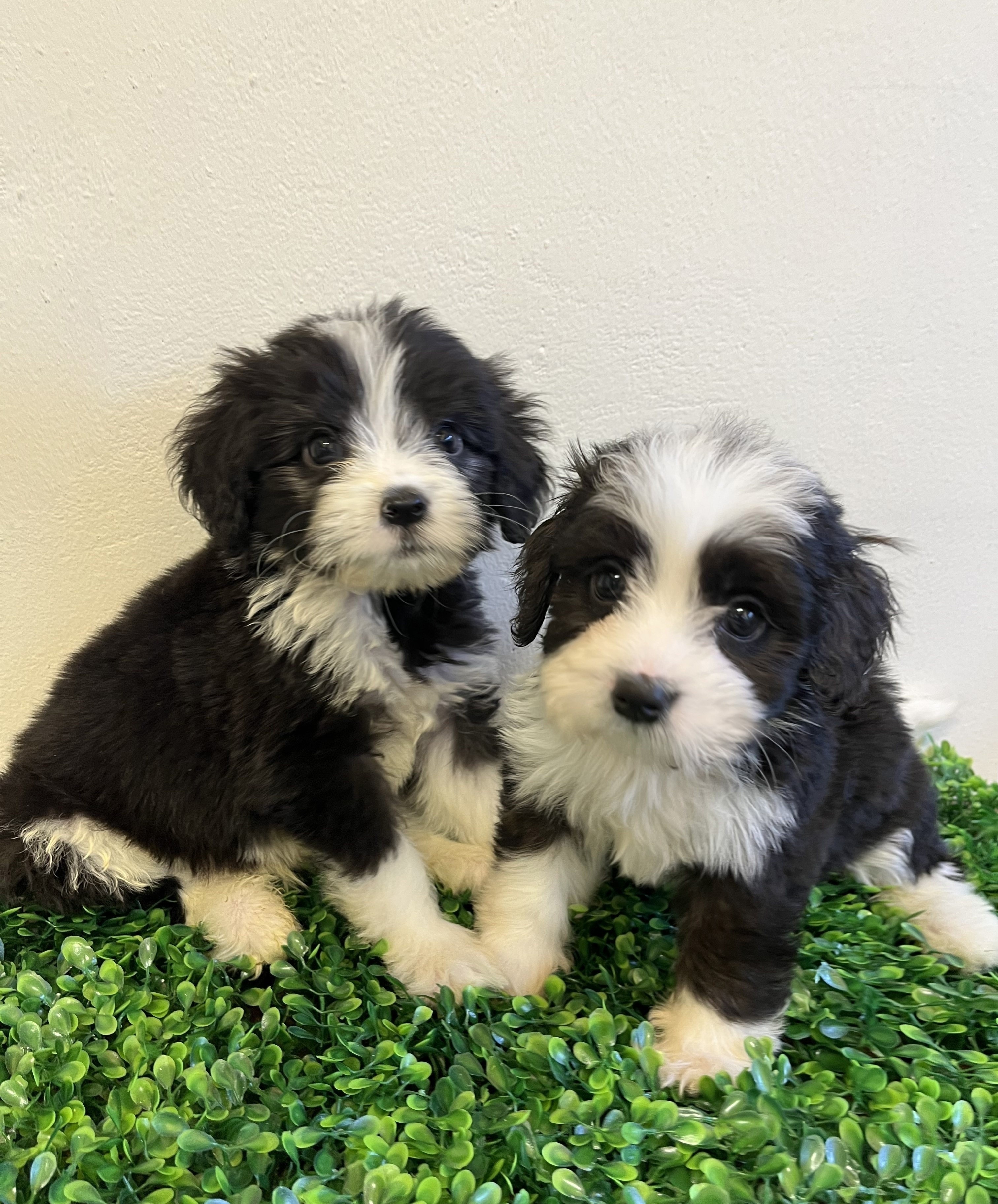 버니두들 1111111.jpg